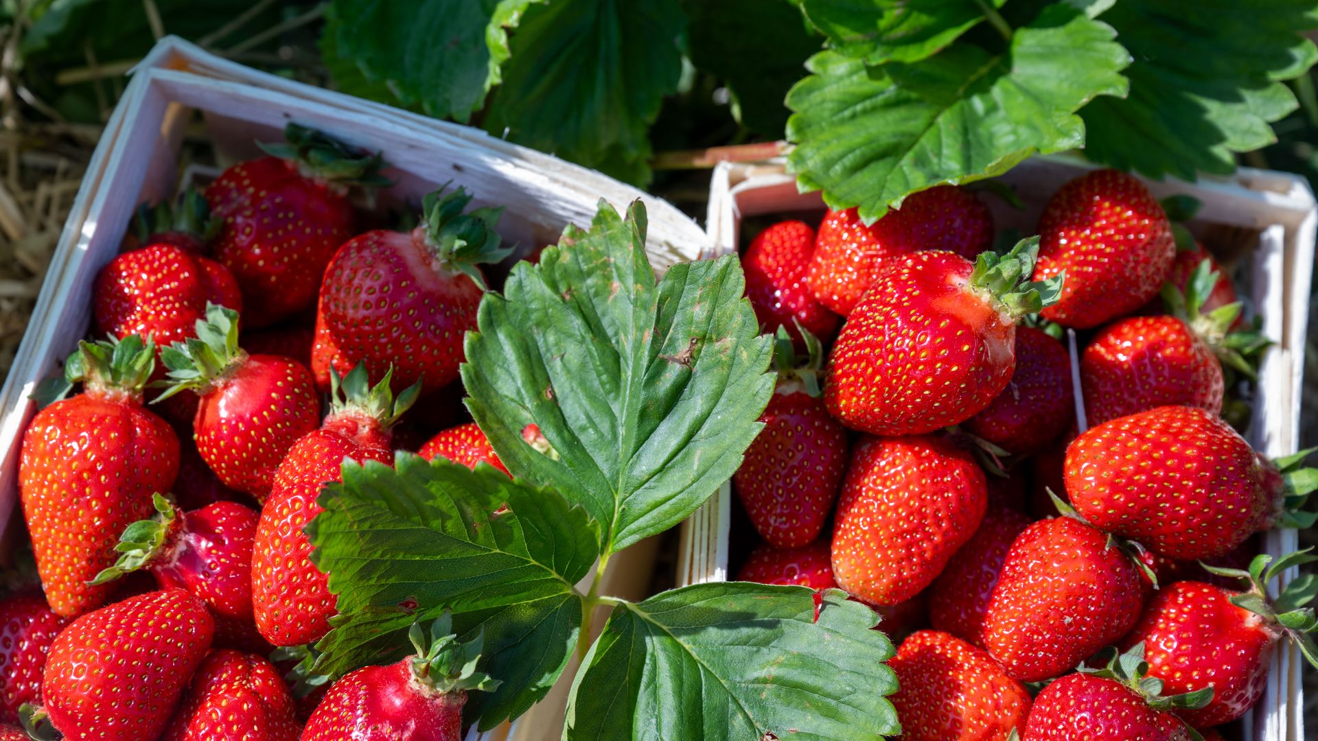 Two baskets of strawberries.