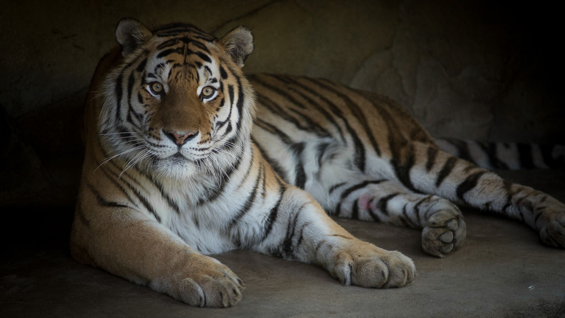 An Amur tiger rests in a cave