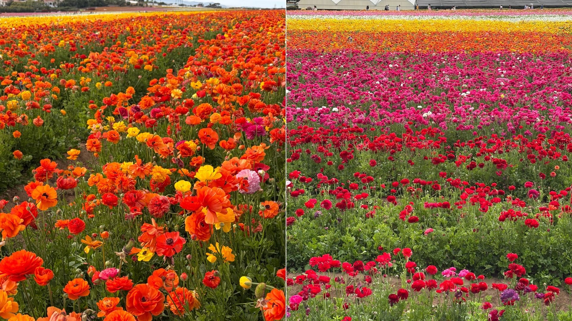 Split image of a vast flower field: left half dense orange and yellow poppies with green stems; right half rows of pink, red, and purple poppies with green foliage.