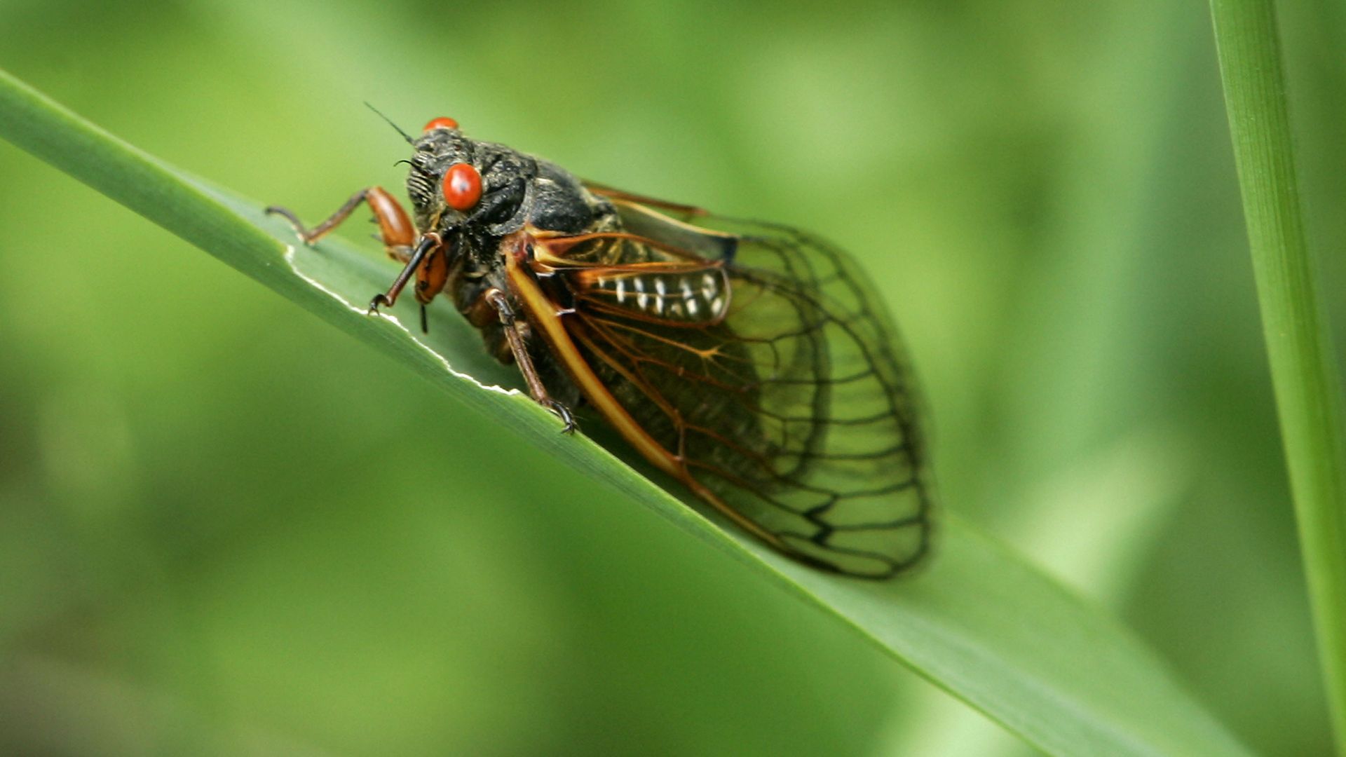 Close-up of a cicada on a green leaf