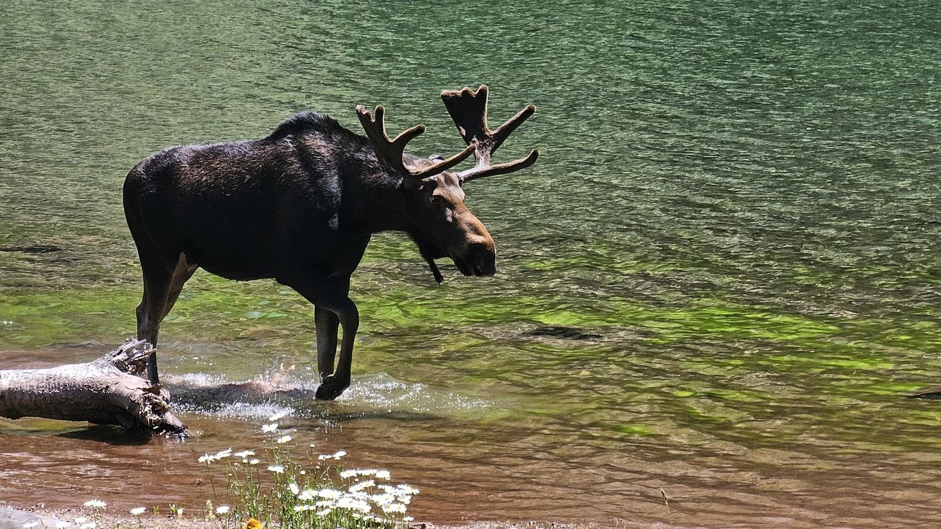 Where to spot moose in Colorado