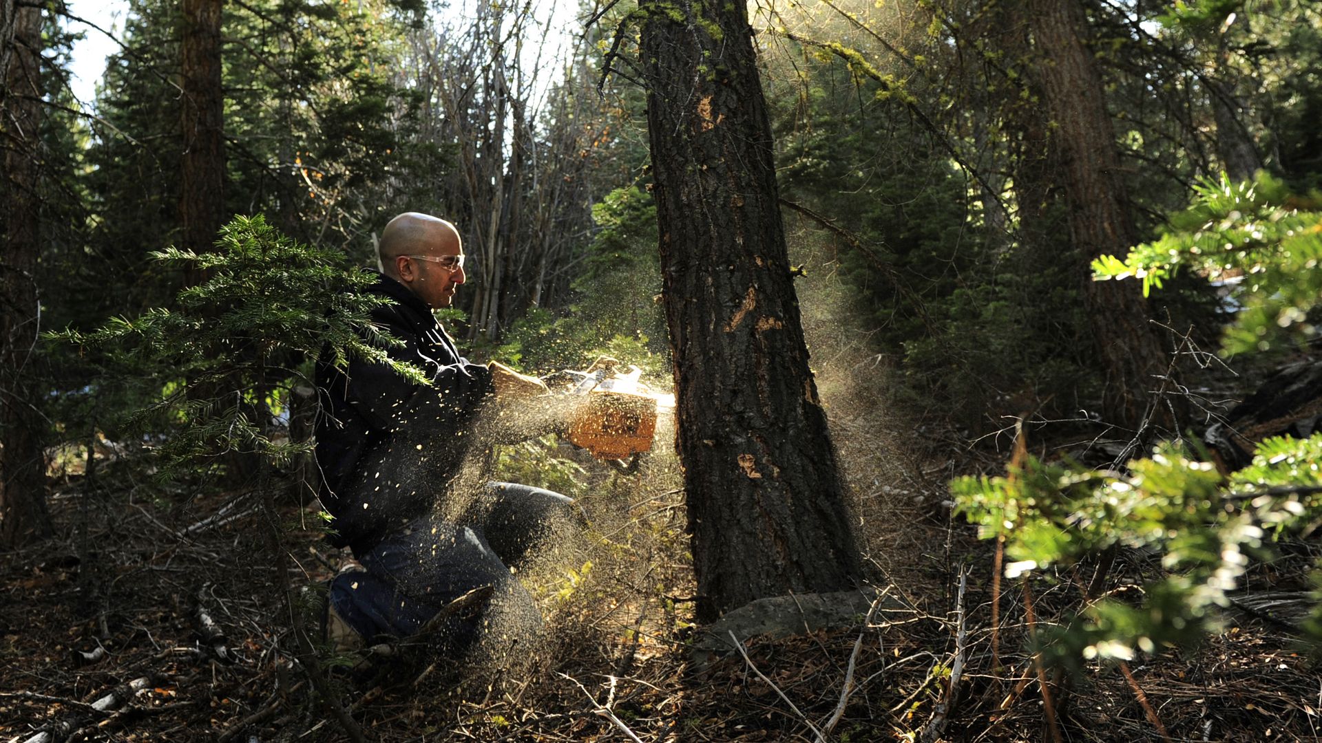 Neel Kashkari saws through a tree on his property. 