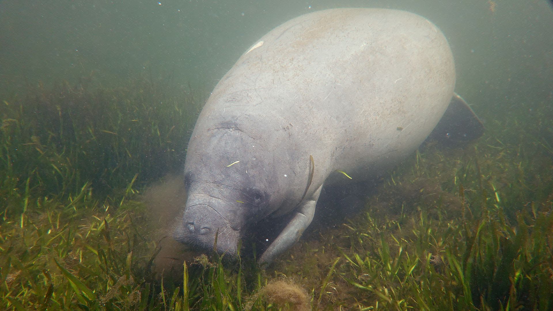 A manatee swims among seagrass in the Homosassa River on Oct. 5. 