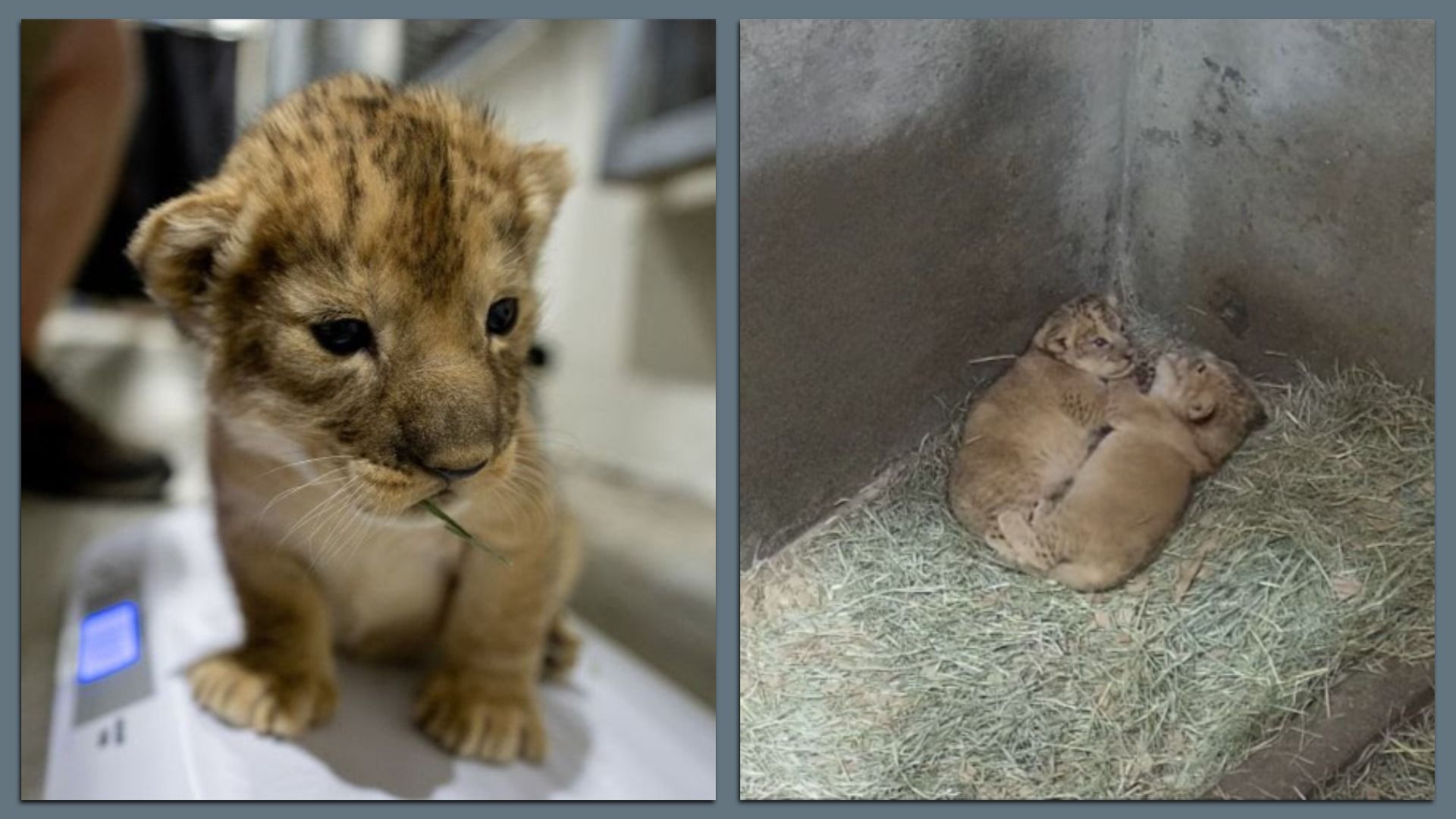 A photo of a newborn lion cub next to a photo of her with her sister cuddling in hay. 