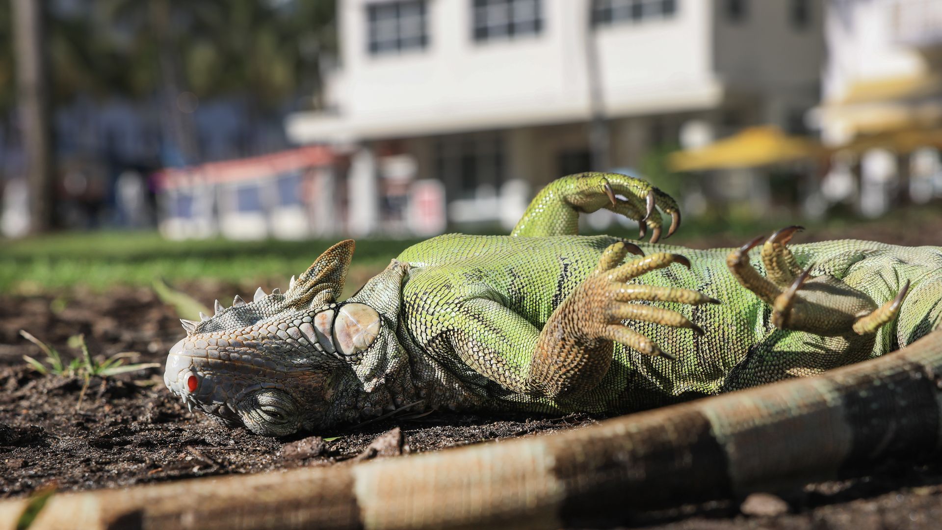 MIAMI BEACH, FLORIDA - FEBRUARY 01: A cold-stunned green iguana lies on the ground on February 01, 2026 in Miami Beach, Florida. The cold-blooded creatures fall from trees when temperatures get too low. South Florida reached the mid-30s overnight as an arctic chill moved through the area. (Photo by 