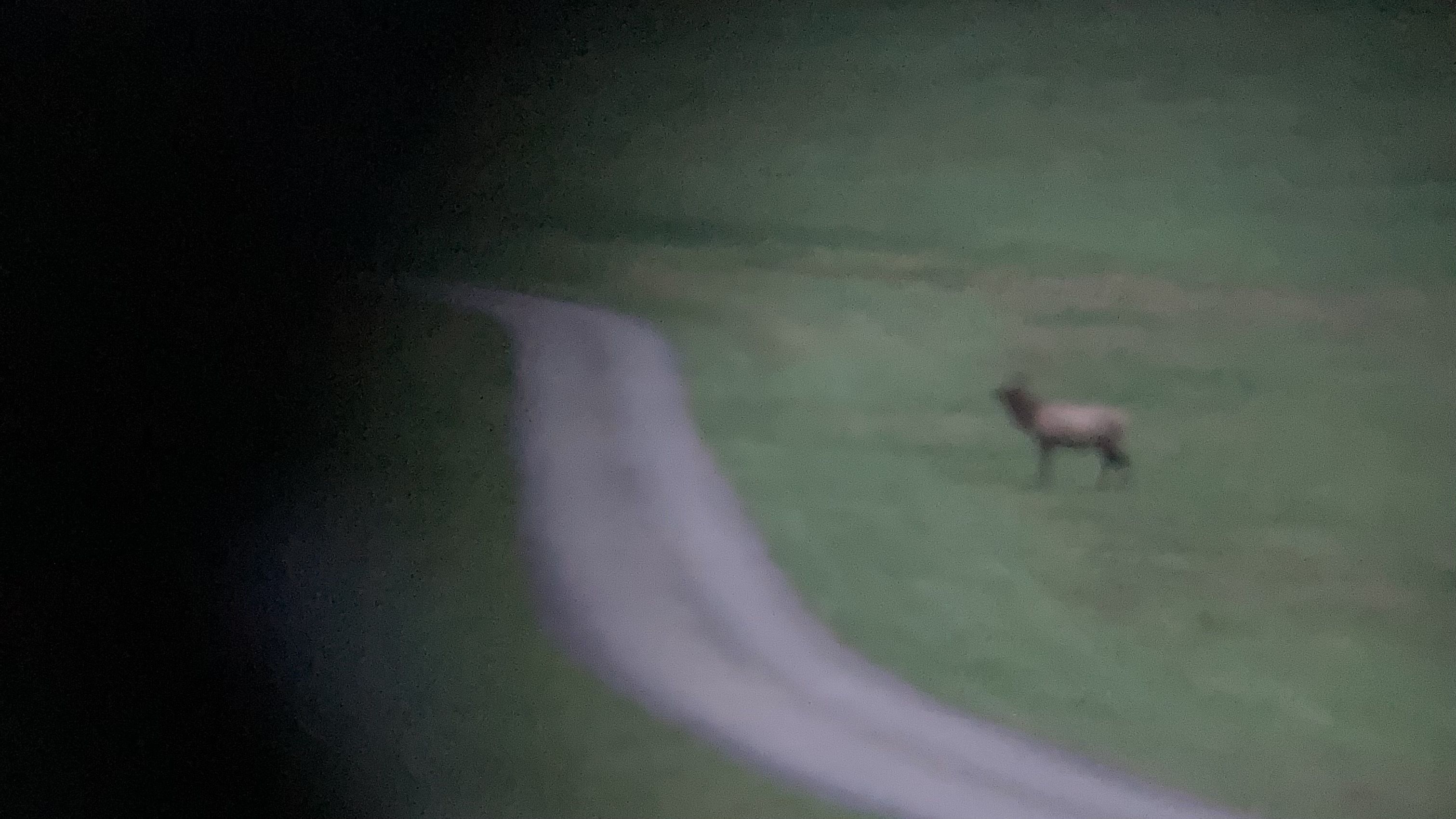 An elk near Sinnemahoning State Park as seen through binoculars. Image is grainy