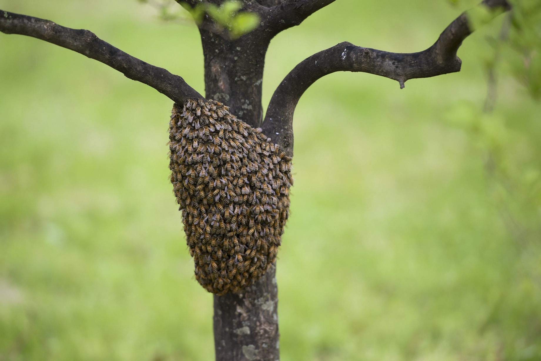 Asian giant hornets, which kill roughly 50 people a year in Japan, have arrived in the U.S.