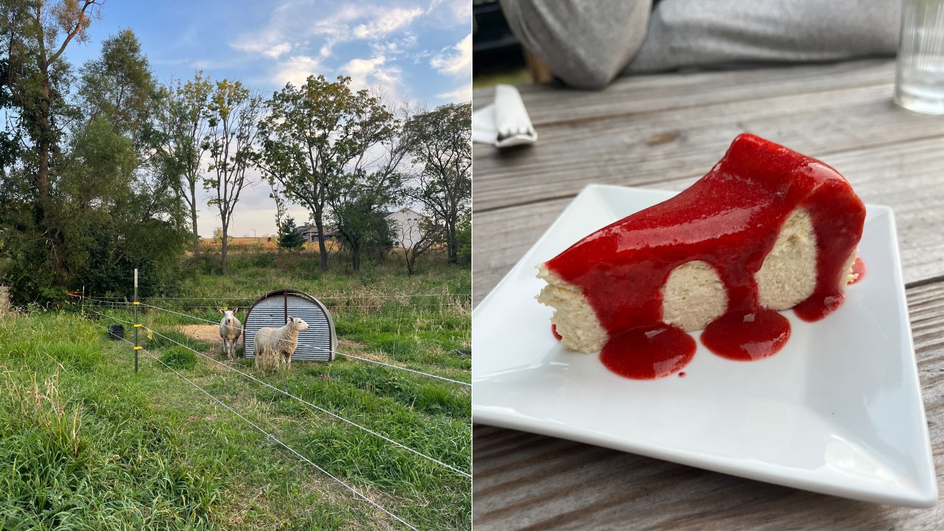 Two sheep stand near a small shelter in a grassy fenced area under a blue sky with clouds; a plate with a slice of white cheesecake covered in thick red strawberry sauce sits on a wooden table.
