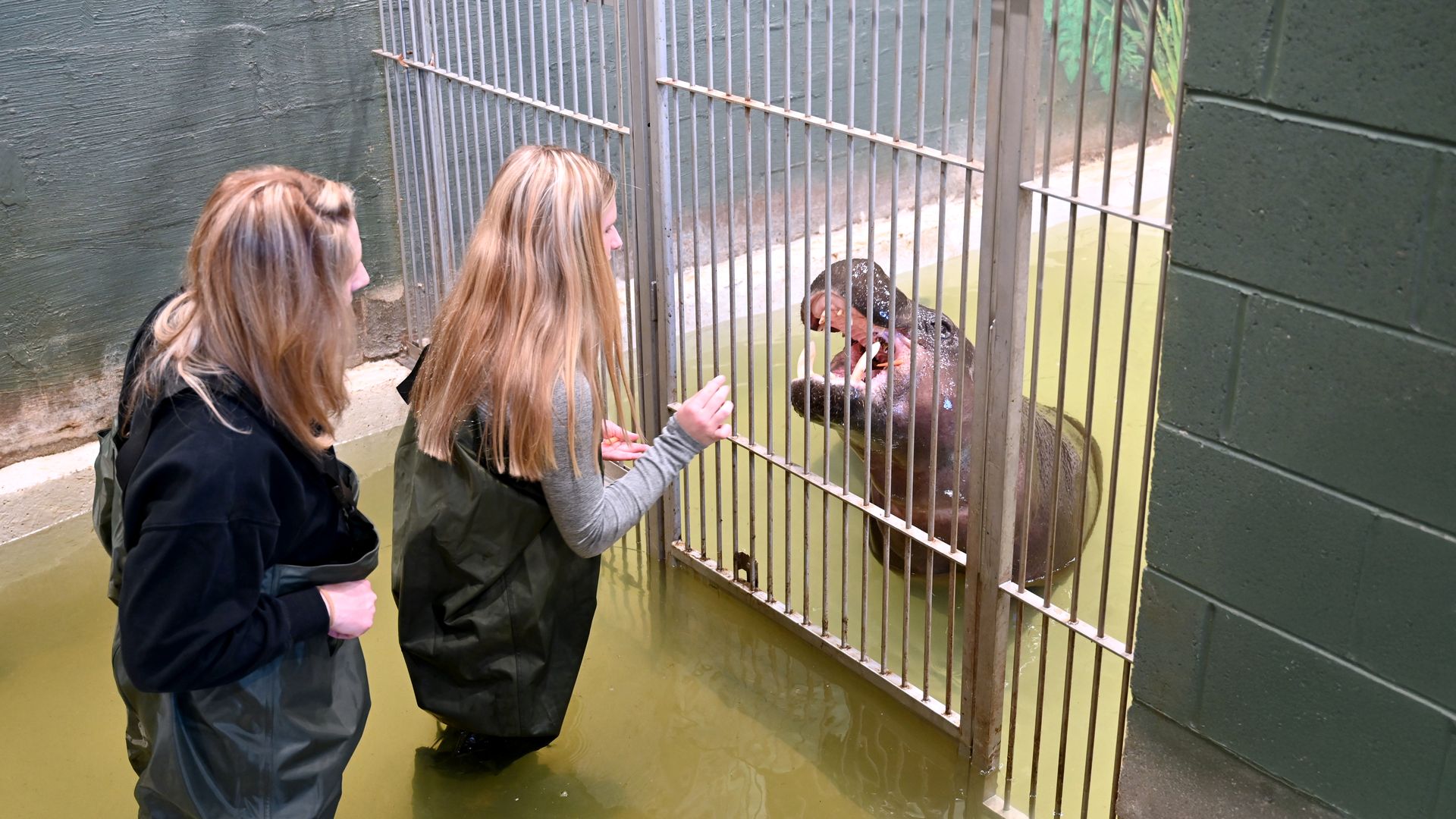 Two people standing on the others side of the gate of a bigish hippo 