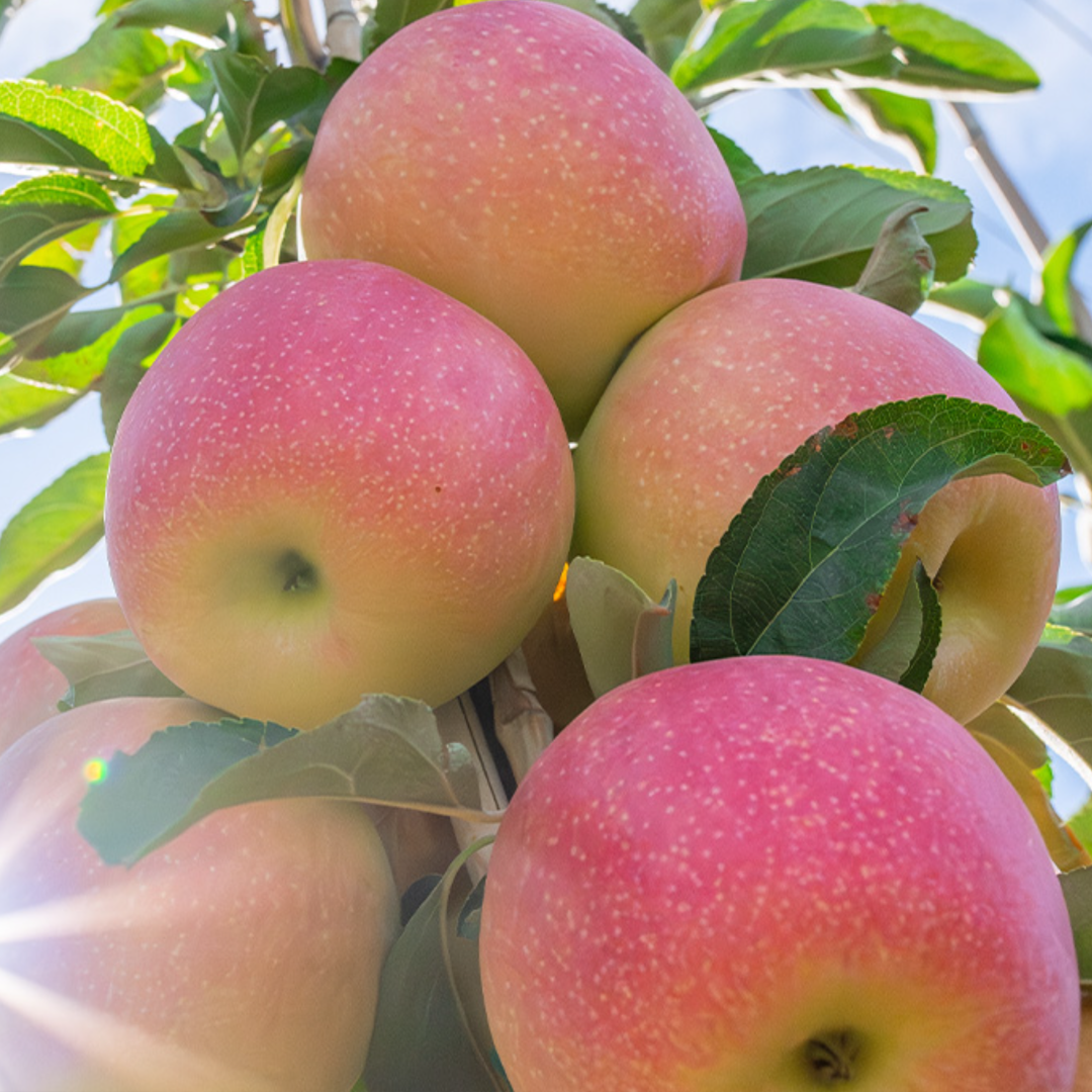 【Apple】Designed by Apple in California 大 Designed By Apple In California Book Small ver. 10.2X12.7