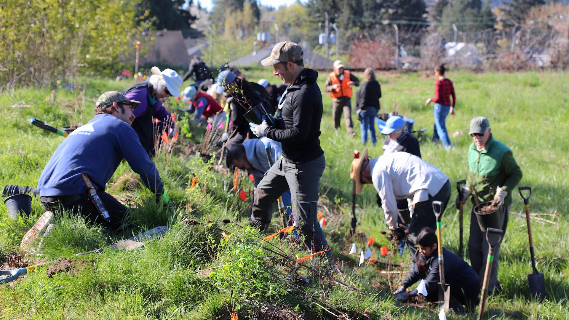 A group of volunteers planting trees in a sunny, grassy field. They wear gloves and hats, use shovels, and orange flags mark new plantings, with a treeline and hills in the background.