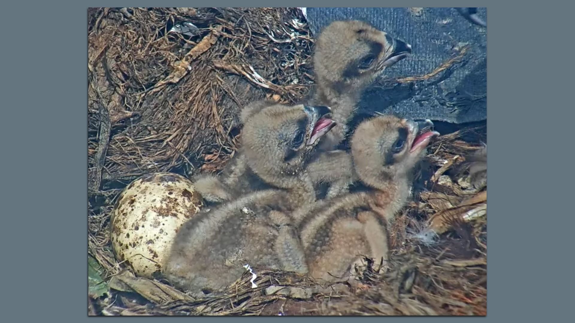Three fuzzy hatchlings in a twig nest with open beaks and brown down, beside a speckled egg; a rough, natural nest setting against a blue-gray background.