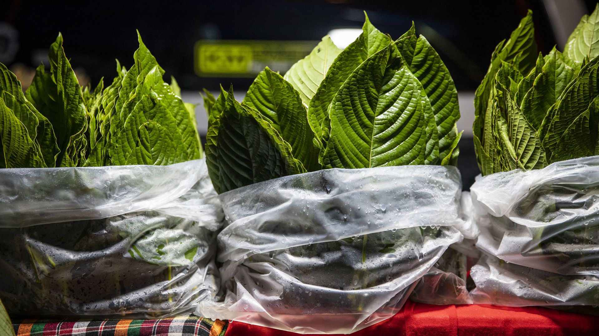 Bundles of fresh, large green leaves wrapped in clear plastic, displayed on a red cloth surface, against a dark background with blurred lights.