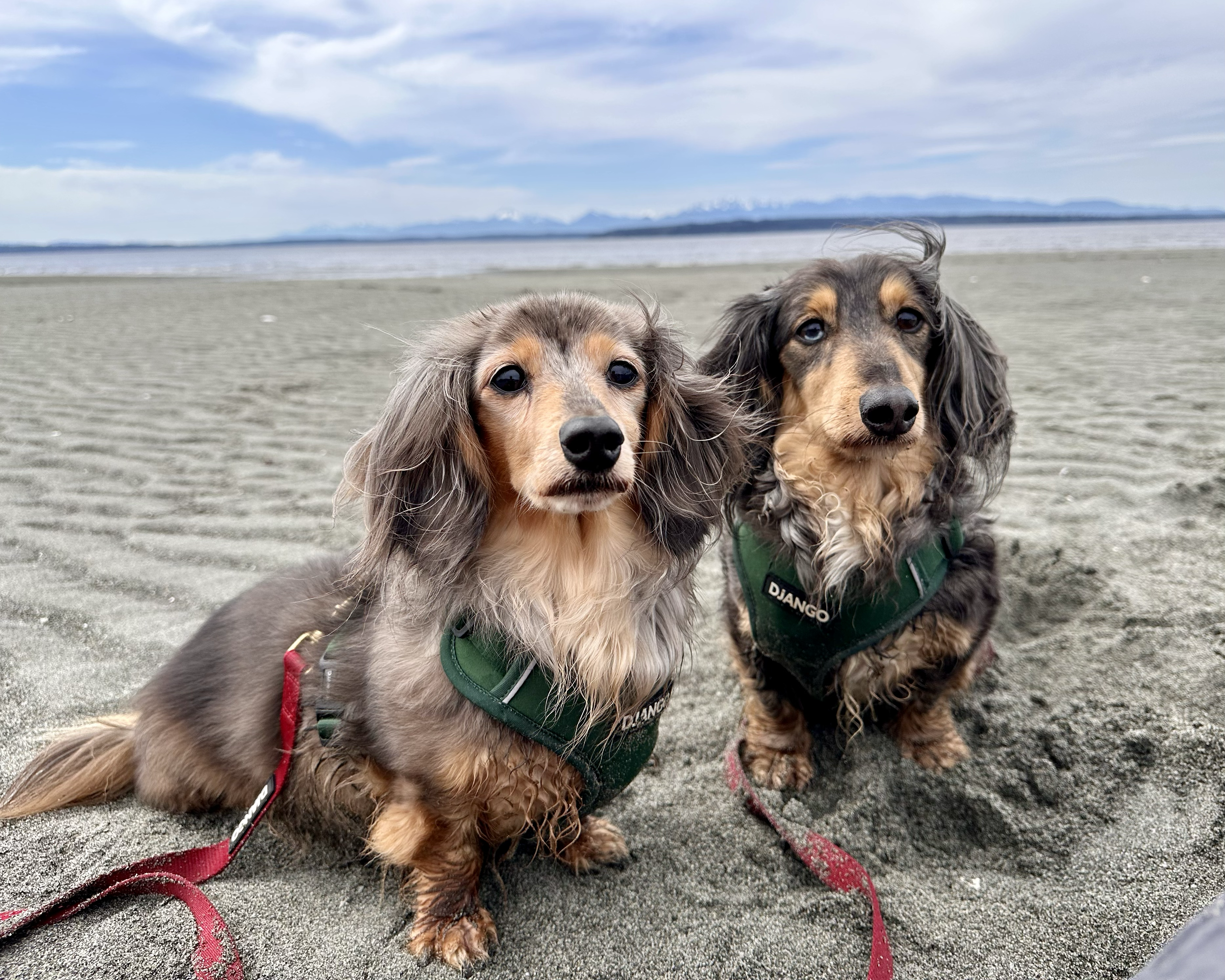 Two long-haired dachshunds in green harnesses sit on a sandy beach, close up to the camera, with a calm sea, distant mountains, and a blue sky with wispy clouds in the background.