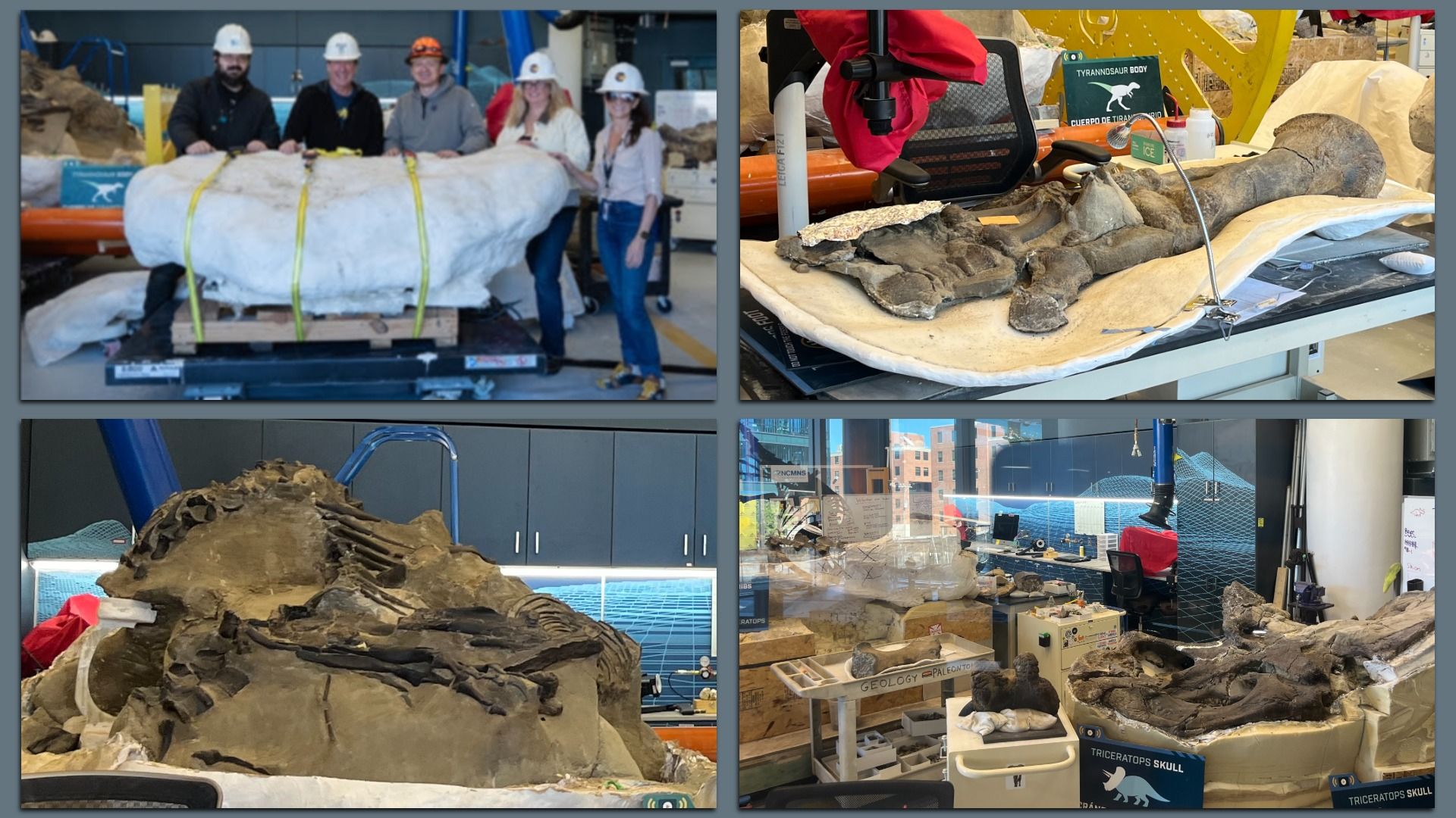Geology lab collage: team with hard hats beside a large fossil on a pallet; bench shows dinosaur bones and a "TYRANNOSAUR BODY" label; other panels feature fossil slabs and equipment.