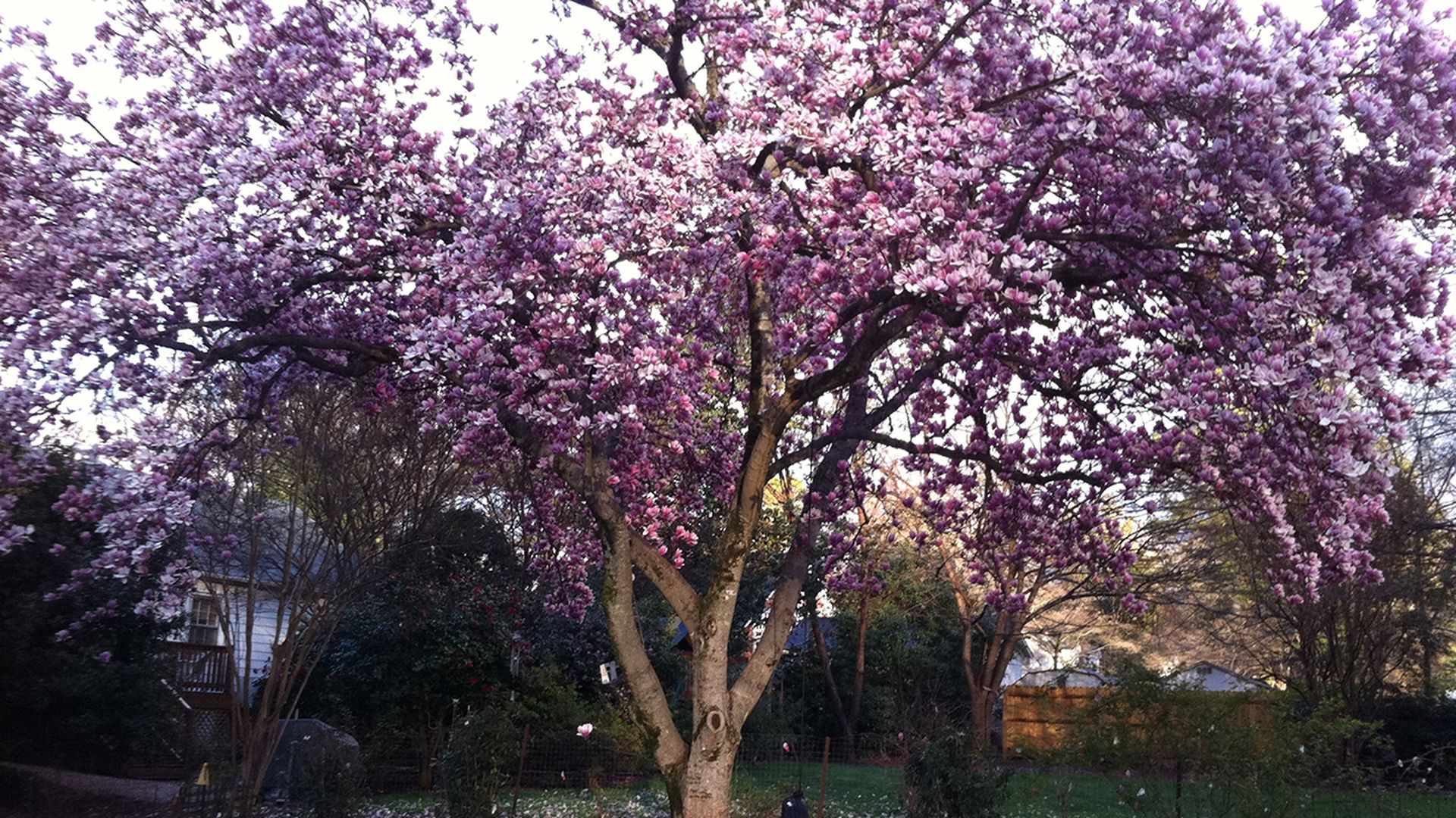 purple-tree