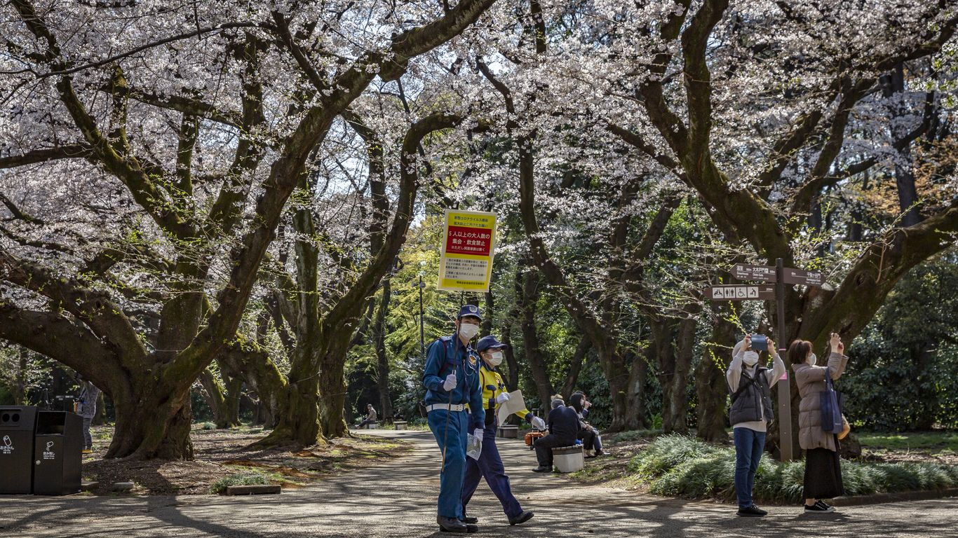Les scientifiques disent que le pic précoce des fleurs de cerisier met en garde contre le changement climatique