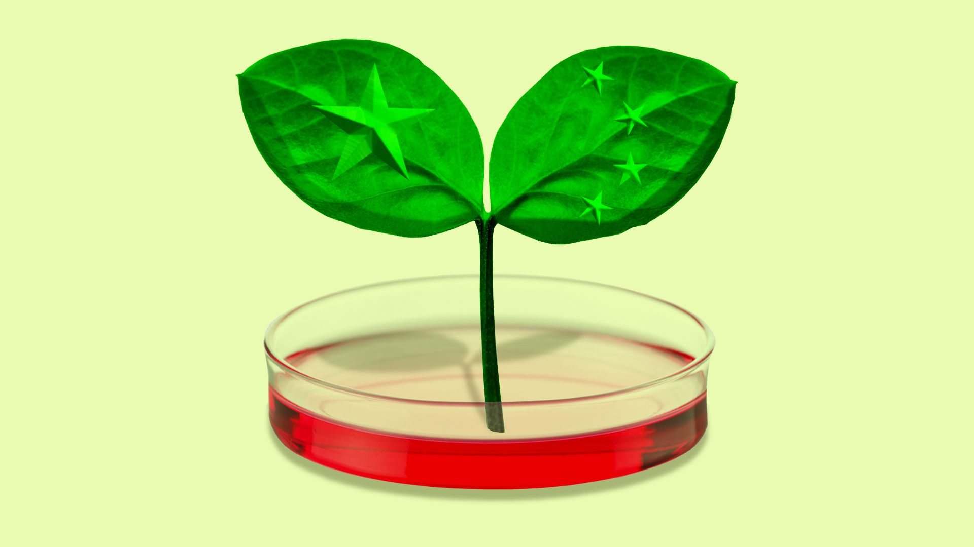 Illustration of a plant with Chinese flag stars growing out of a petri dish