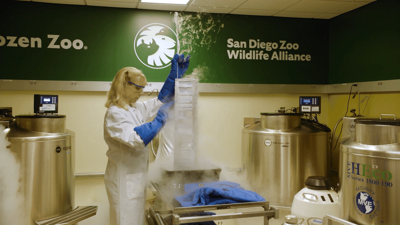 A female scientist handles frozen vials in a lab at the San Diego Zoo.