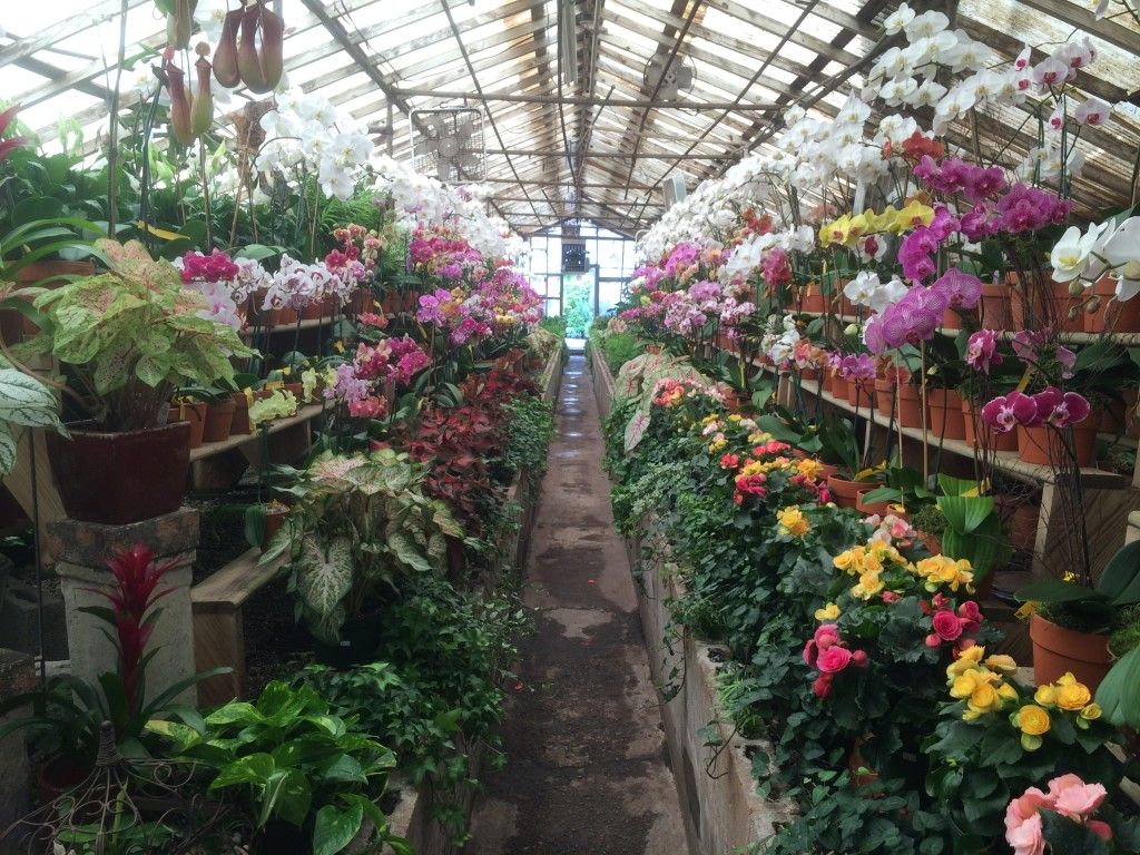 Campbells Nursery Charlotte NC