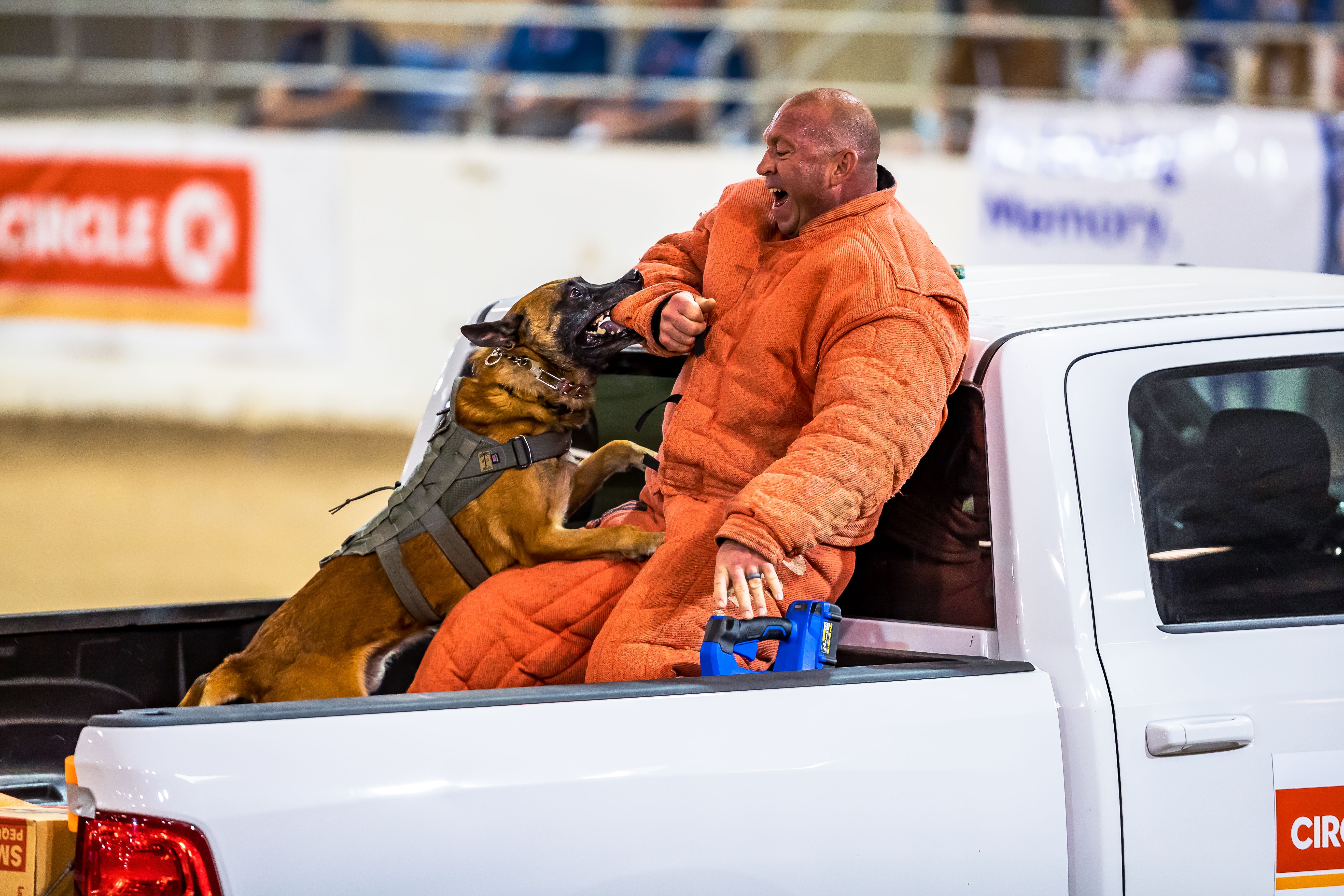 A man in an orange protective suit sits in the bed of a white pickup as a large brown dog wearing a harness bites at his arm, both near the truck cab with blurred spectators in the background.