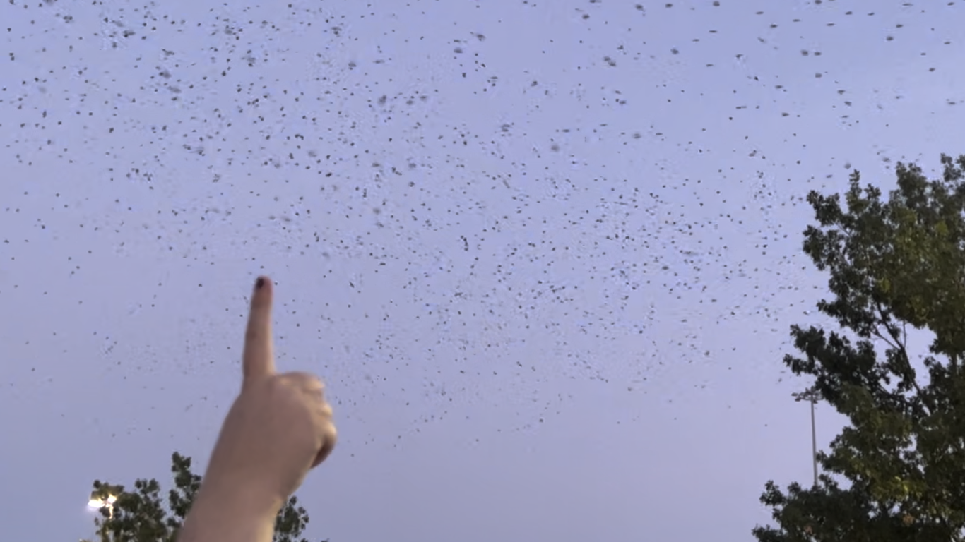Purple martin watch parties are here