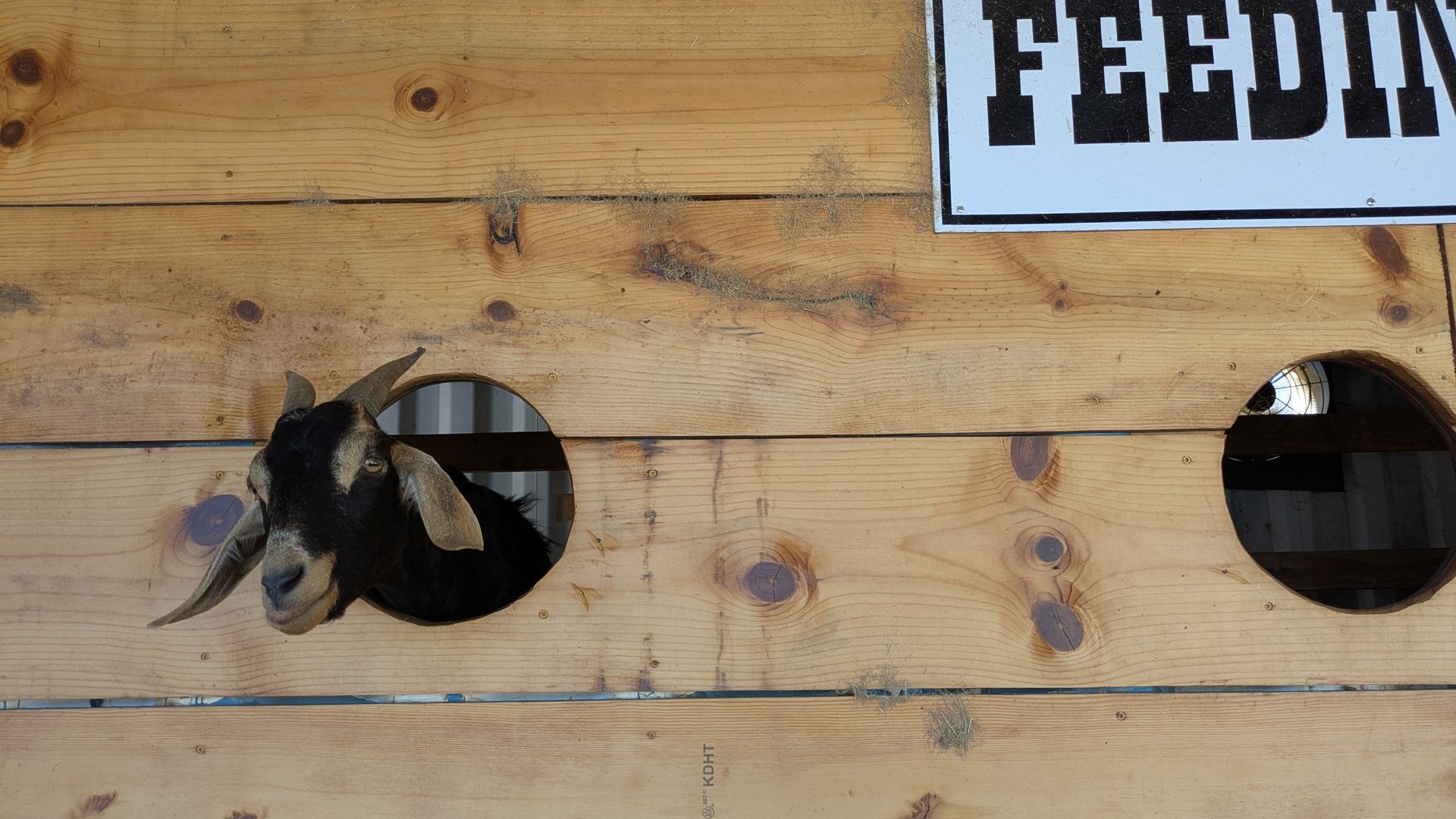 A black and brown goat with curved horns pokes its head through a round hole in a wooden wall with a partially visible white sign that reads "FEEDING".