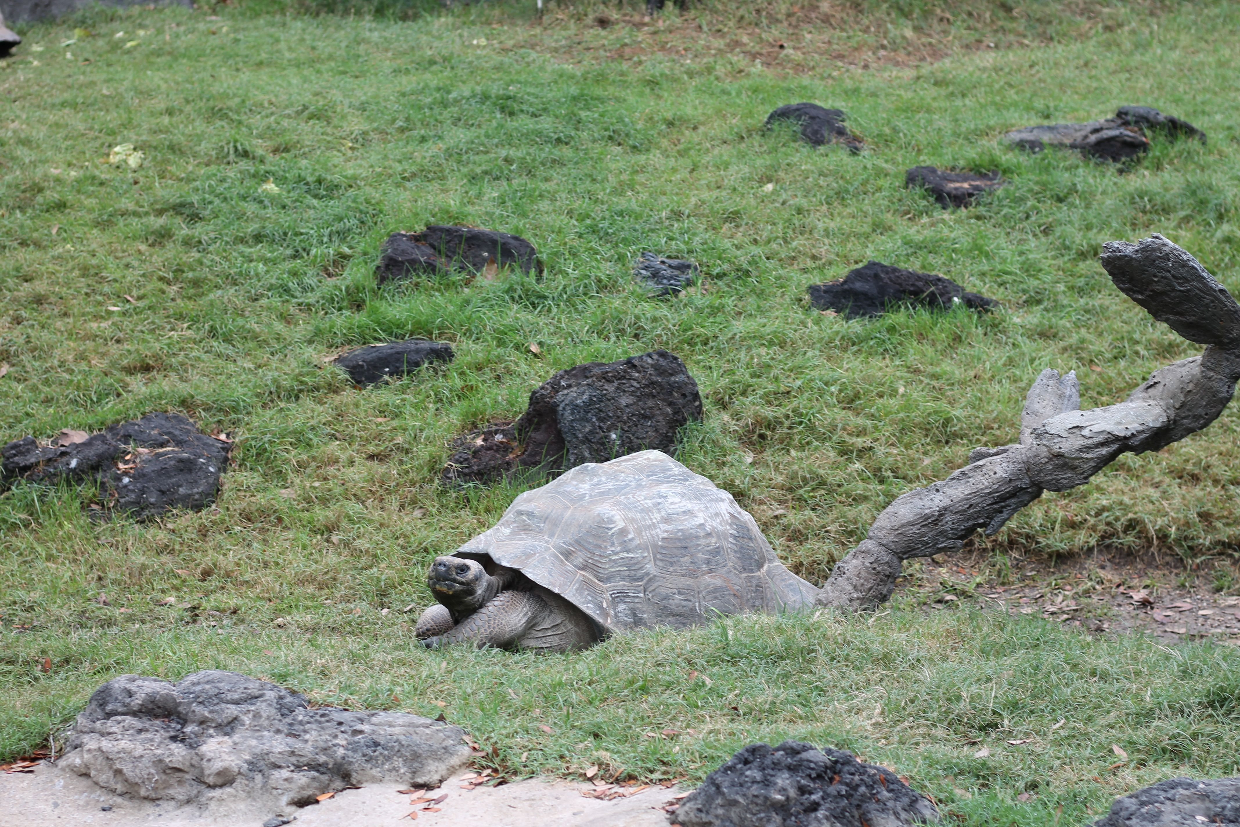 Photo of a giant tortoise among rocks. 