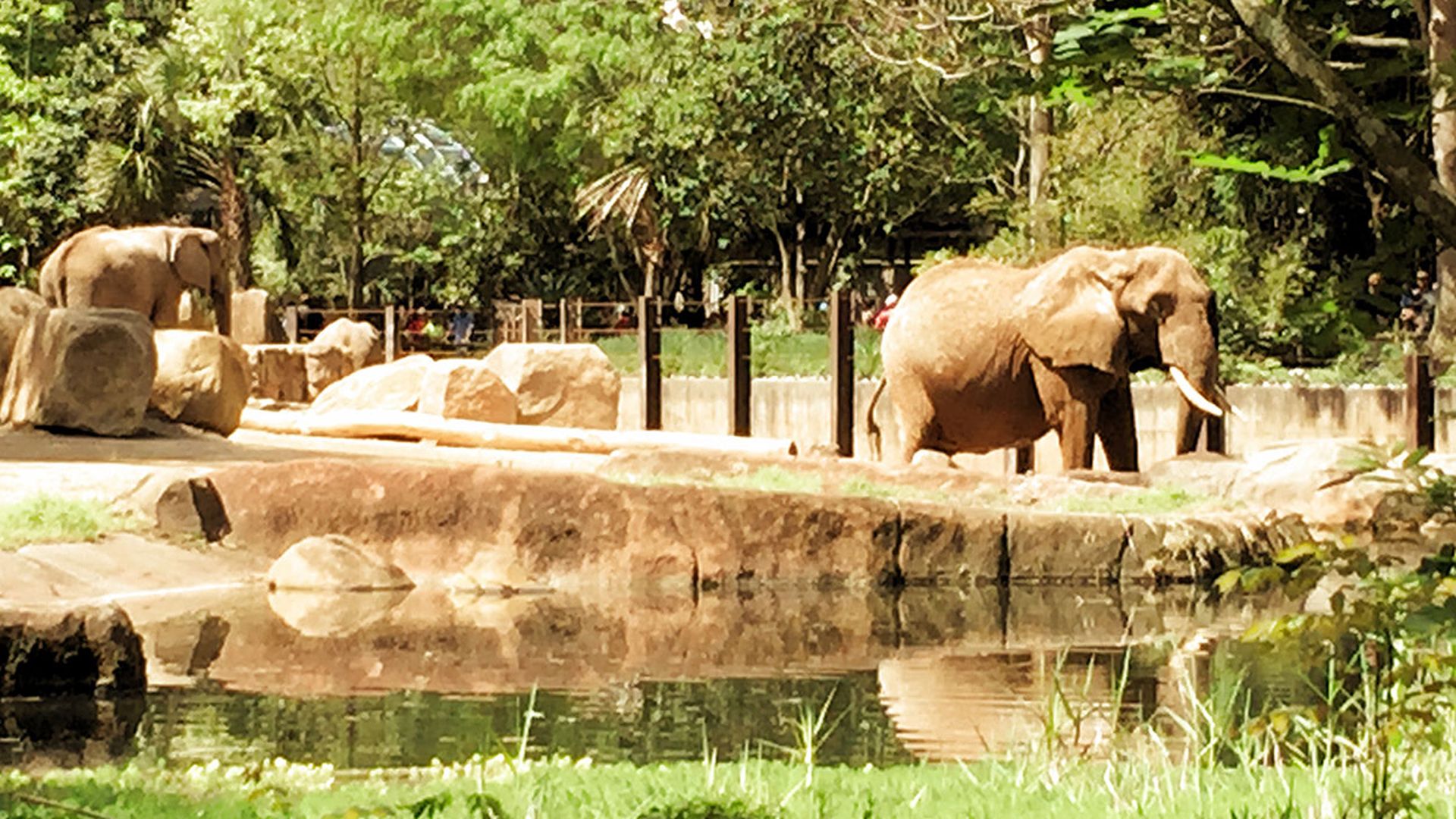 River-Banks-elephants