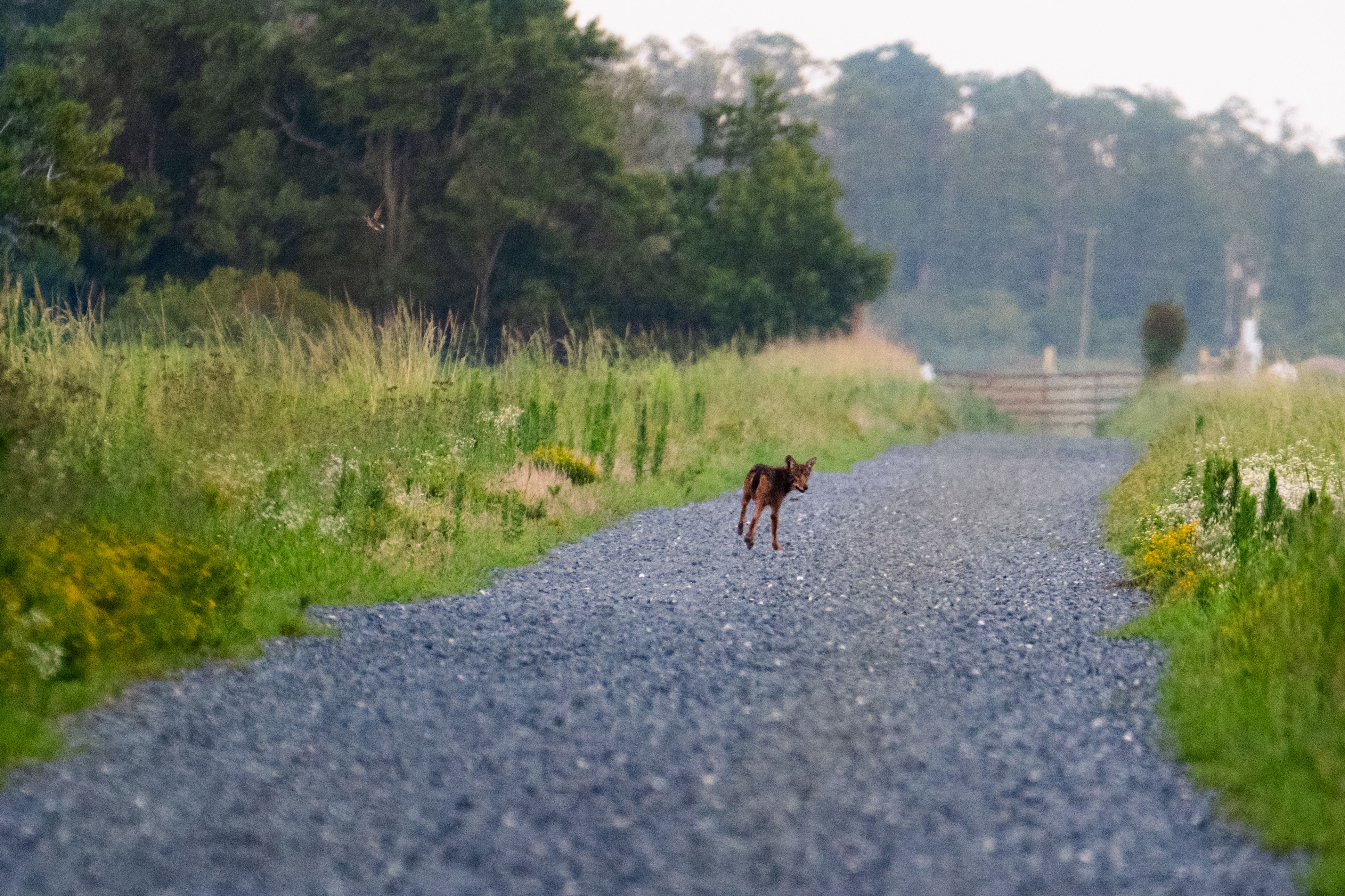 East Lake, NC - July 15th, 2024: A red wolf crosses a path in the Alligator River National Wildlife Refuge (Cornell Watson for The Washington Post via Getty Images)
