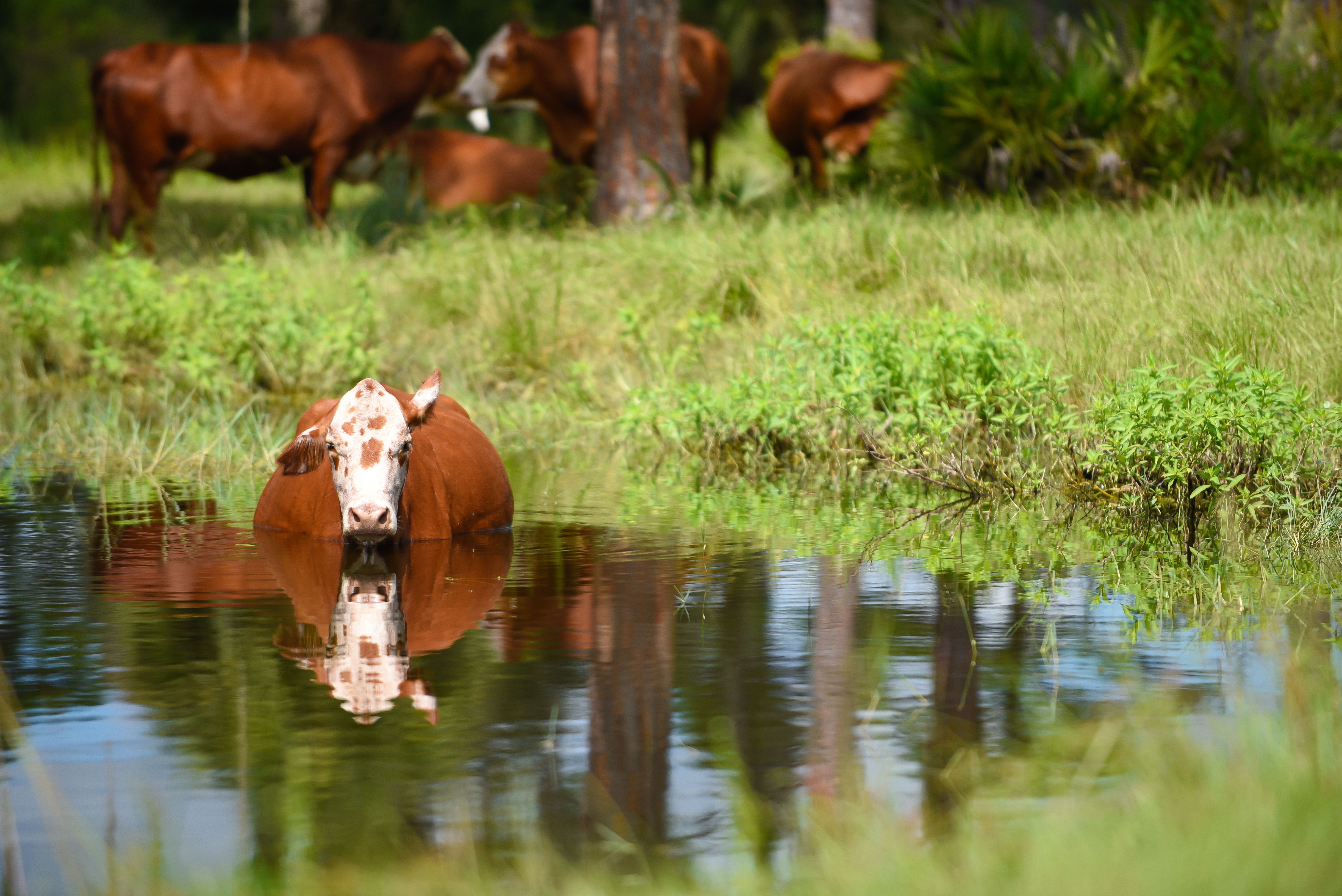 A cow stands in water
