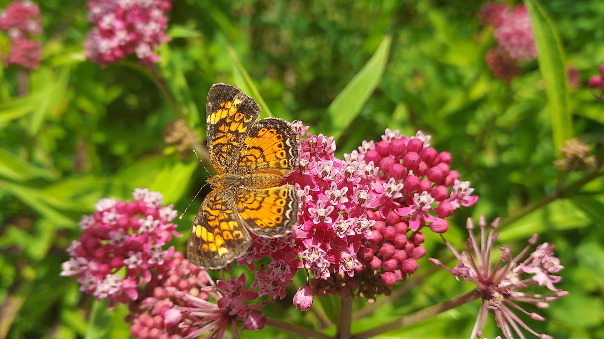 a butterfly landed on pink tiny flowers 