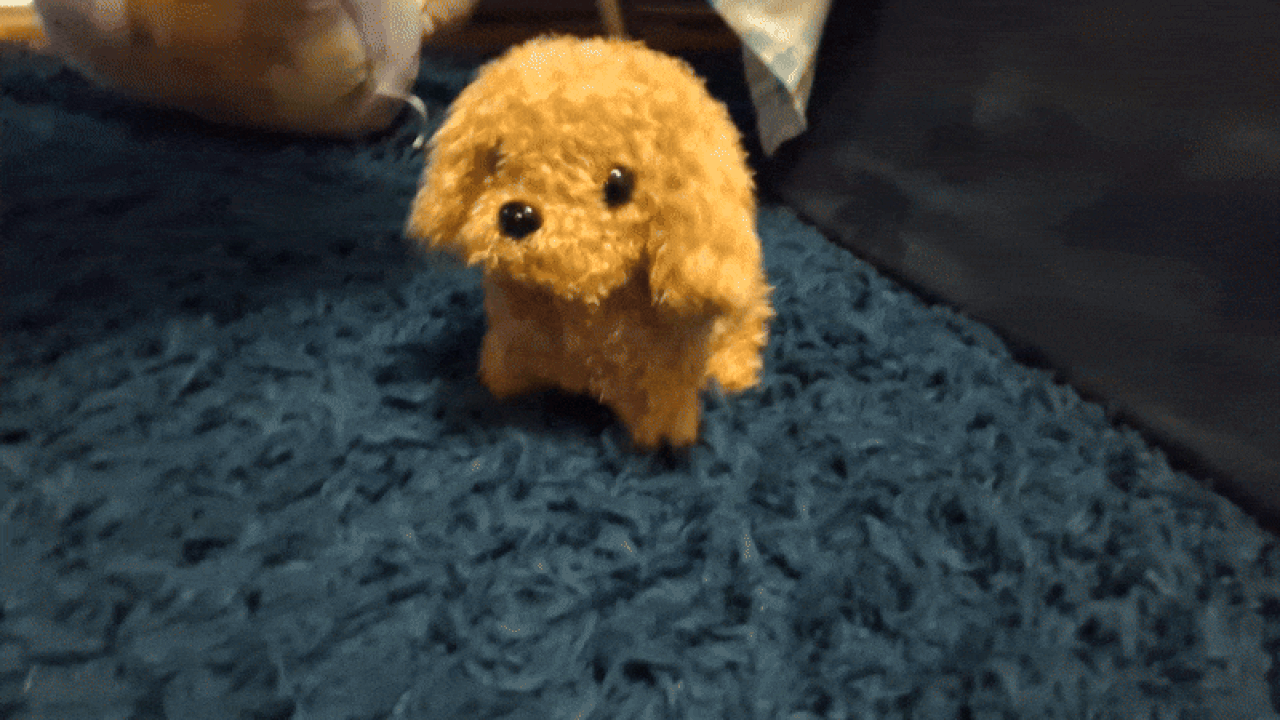 Wuffy moves around the rug.