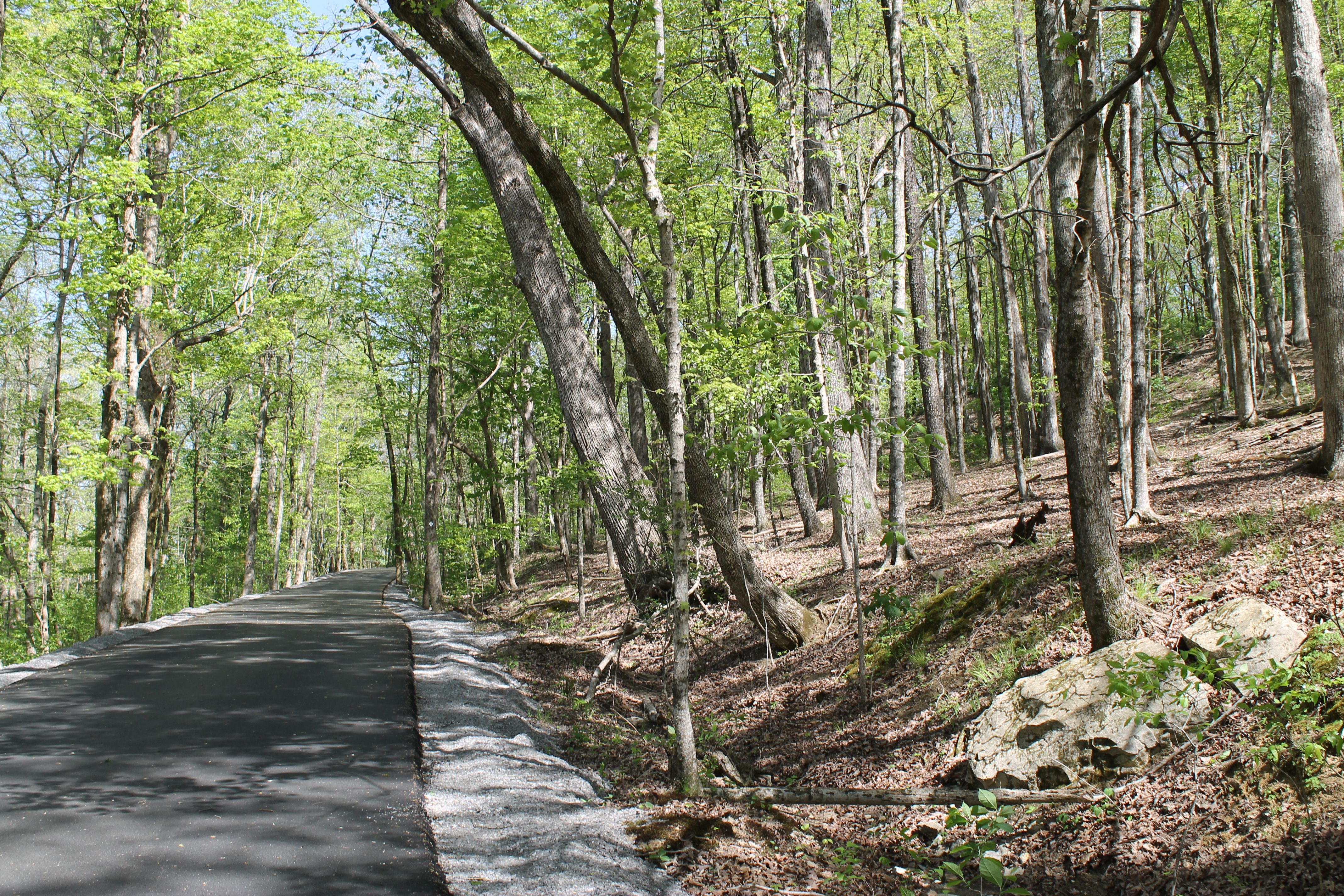 Sunlit forest with a paved path winding through slender trees; green leaves overhead, a rocky slope to the right, and leaf litter on the forest floor.