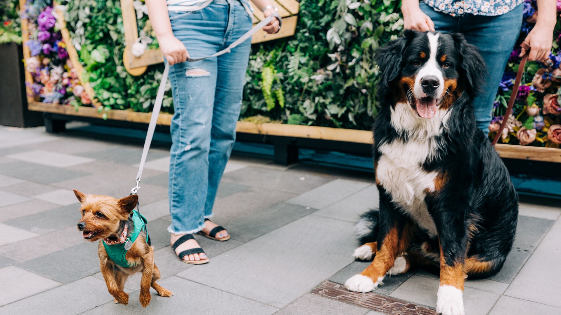 Two women with one dog each on a leash.