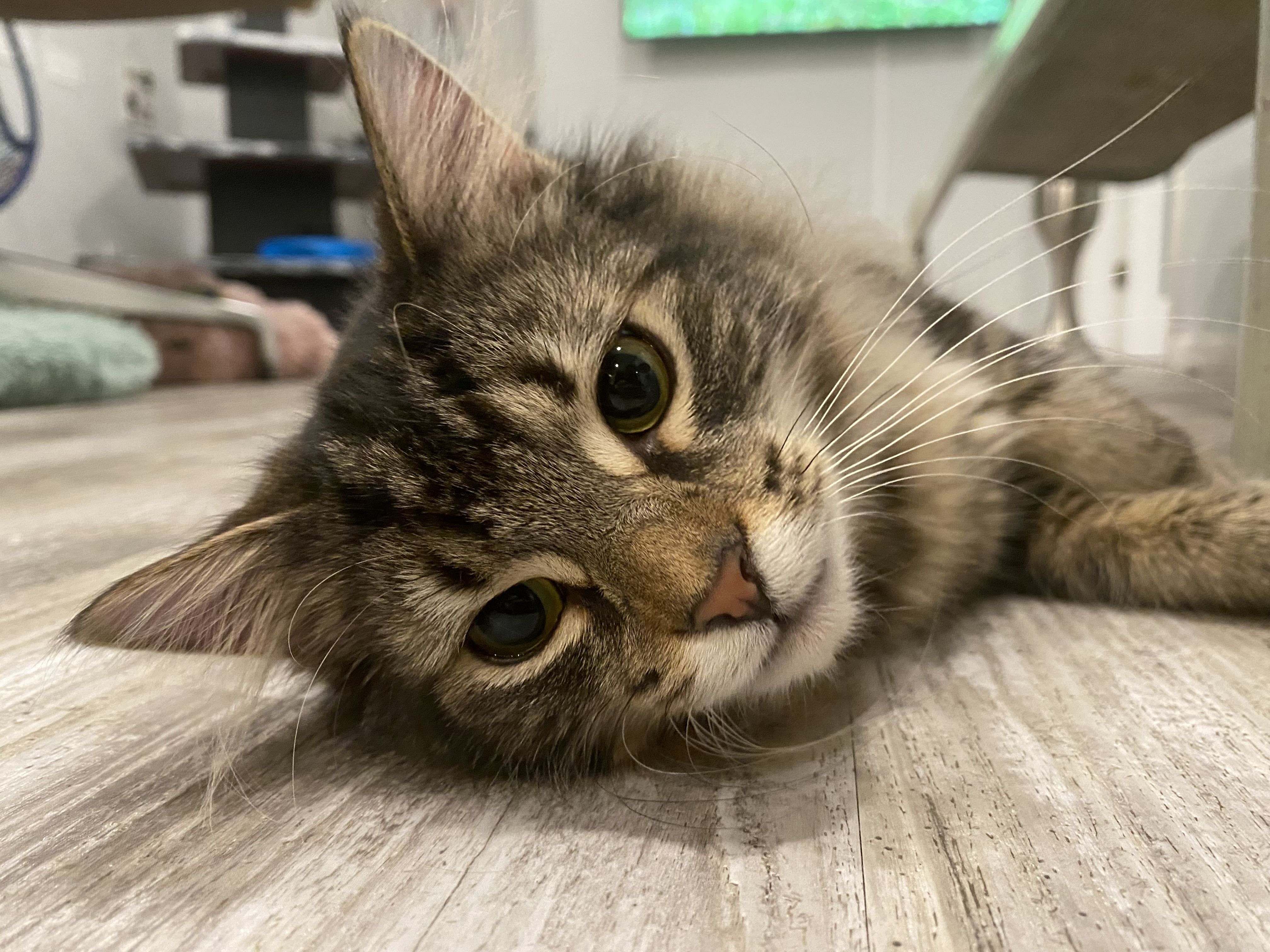 A long-haired tabby cat on its side in a cat cafe. 