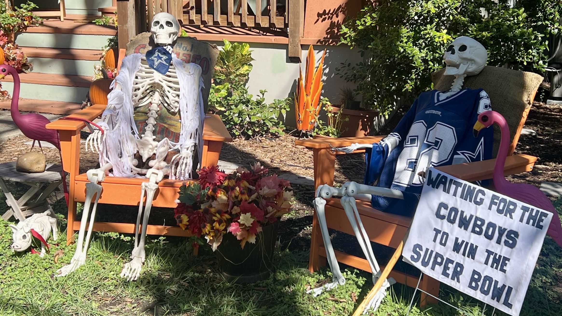 Two skeletons sitting in orange chairs outdoors, one wearing a white shawl and Dallas Cowboys bandana, the other in a Cowboys jersey holding a sign saying waiting for the Cowboys to win the Super Bowl.