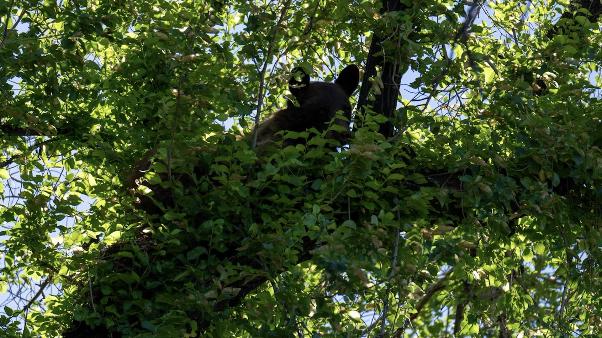 A black bear sits on a tree with green leaves. 