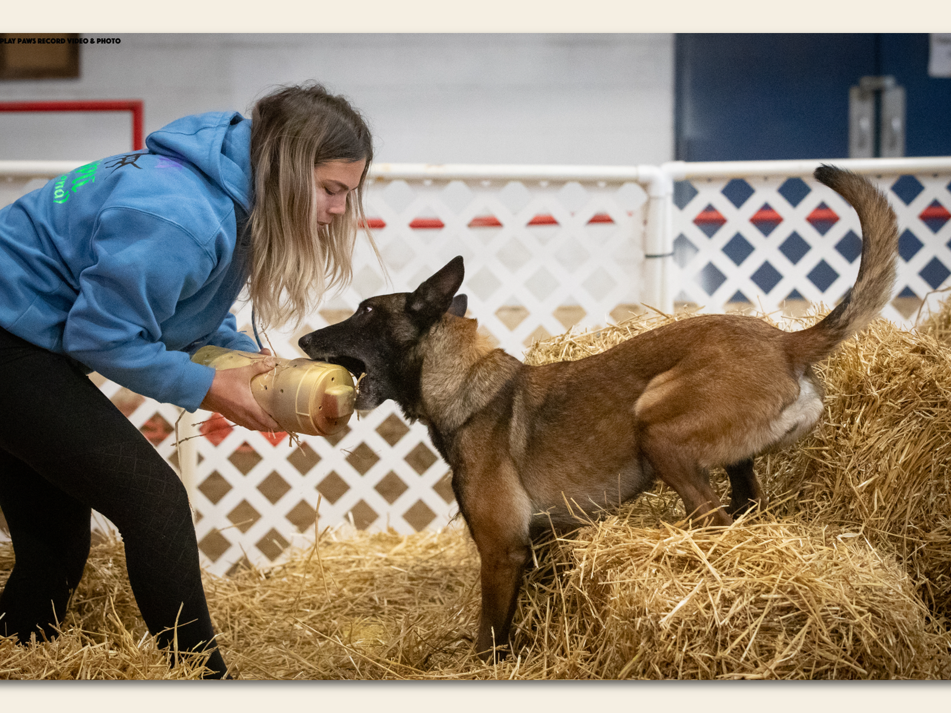 A new sport for your dog: Barn Hunt