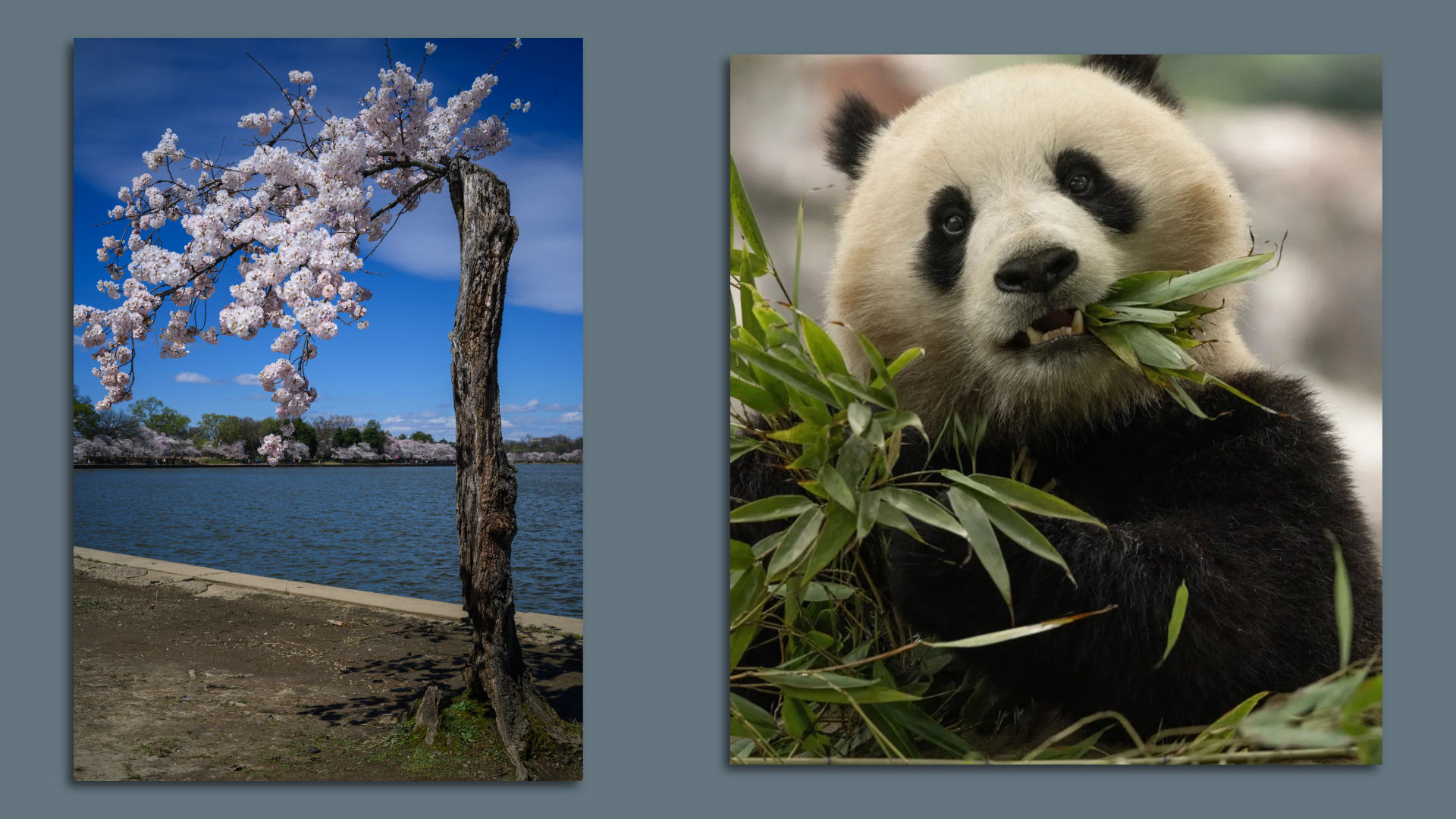 Stumpy (left) and panda (right)