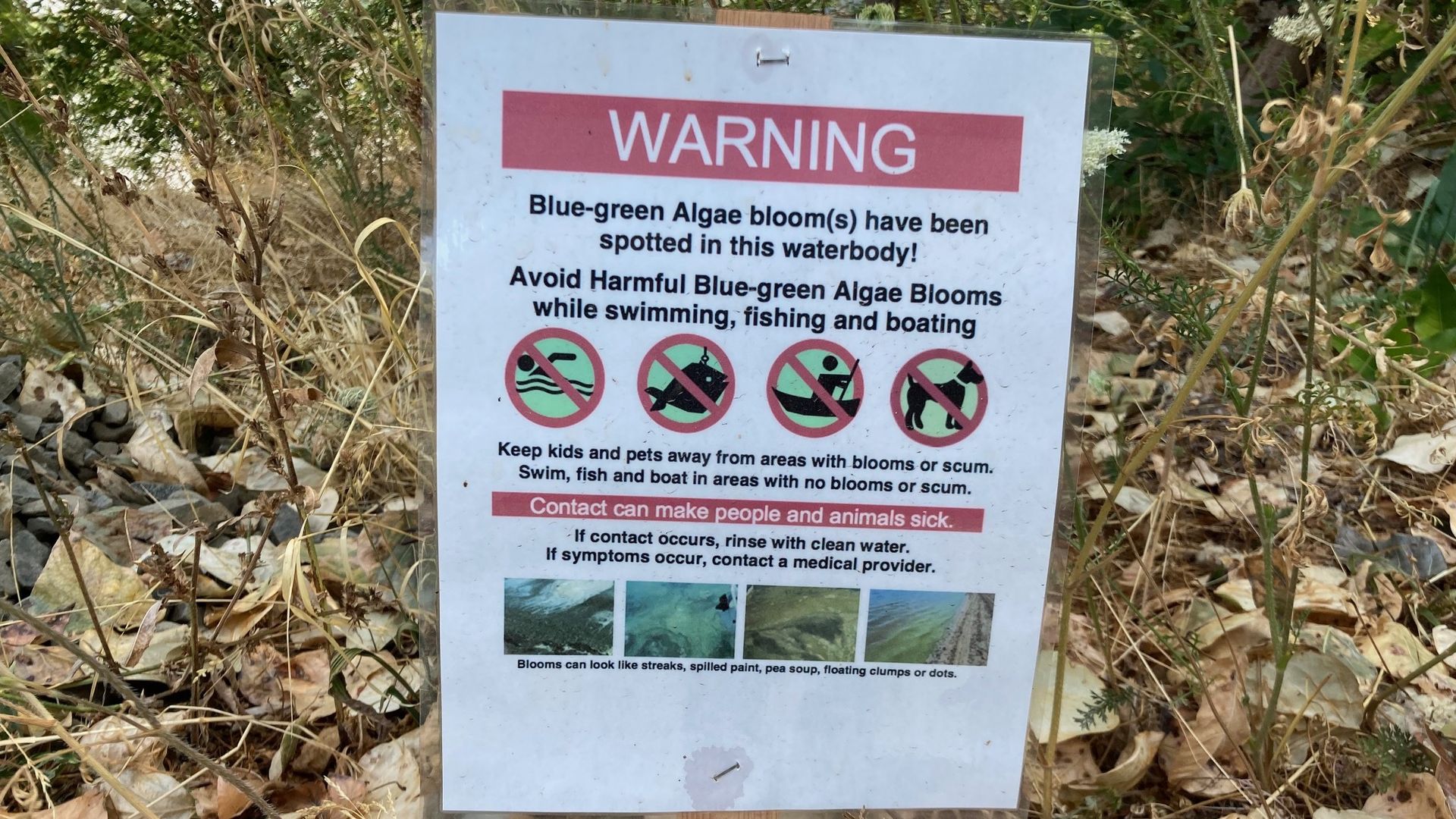 BEWARE: Signs and Symptoms of Blue-Green Algae Intoxication