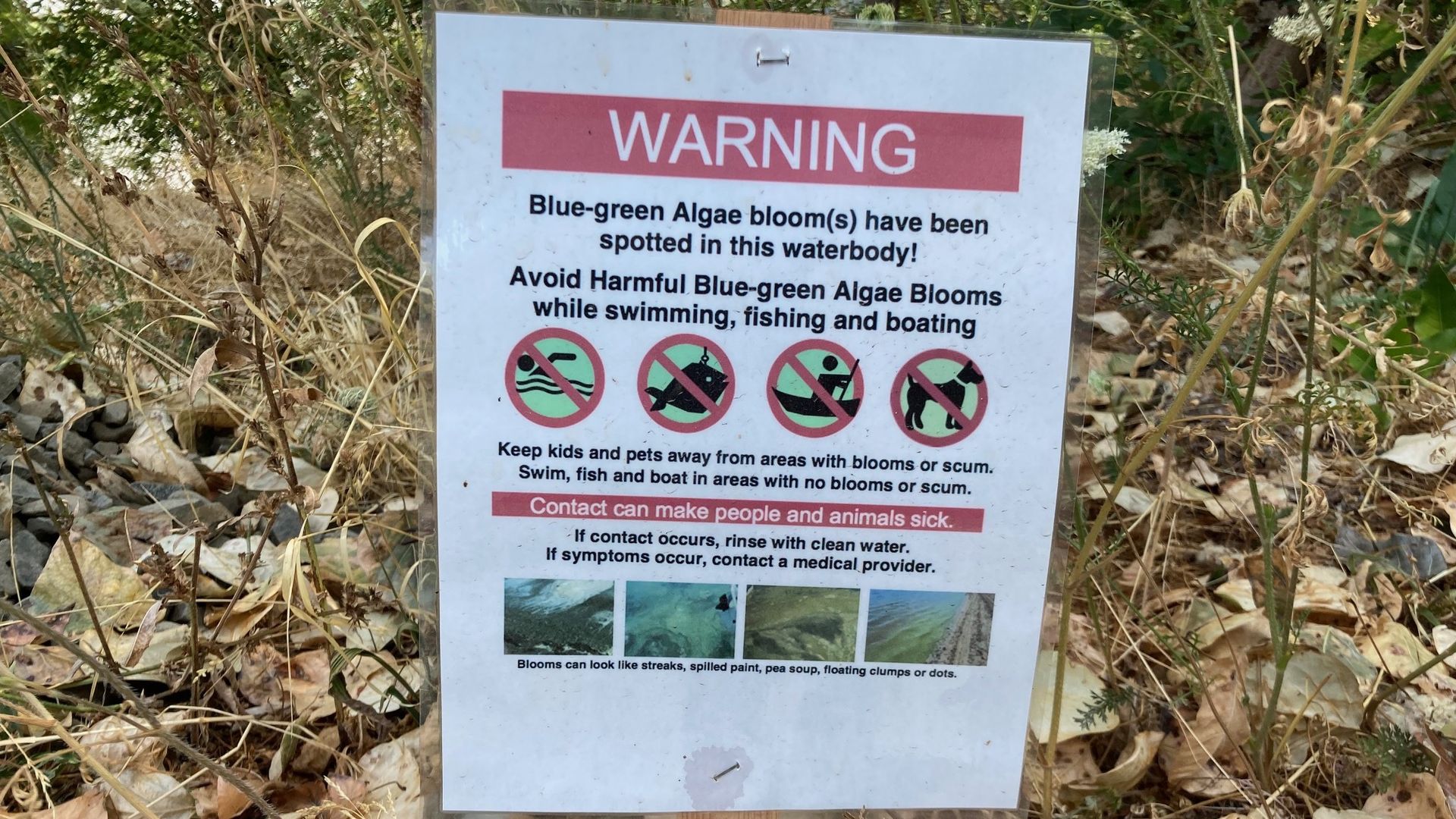 An image of a sign stating "Warning: Blue-green Algae bloom(s) have been spotted in this waterbody!"