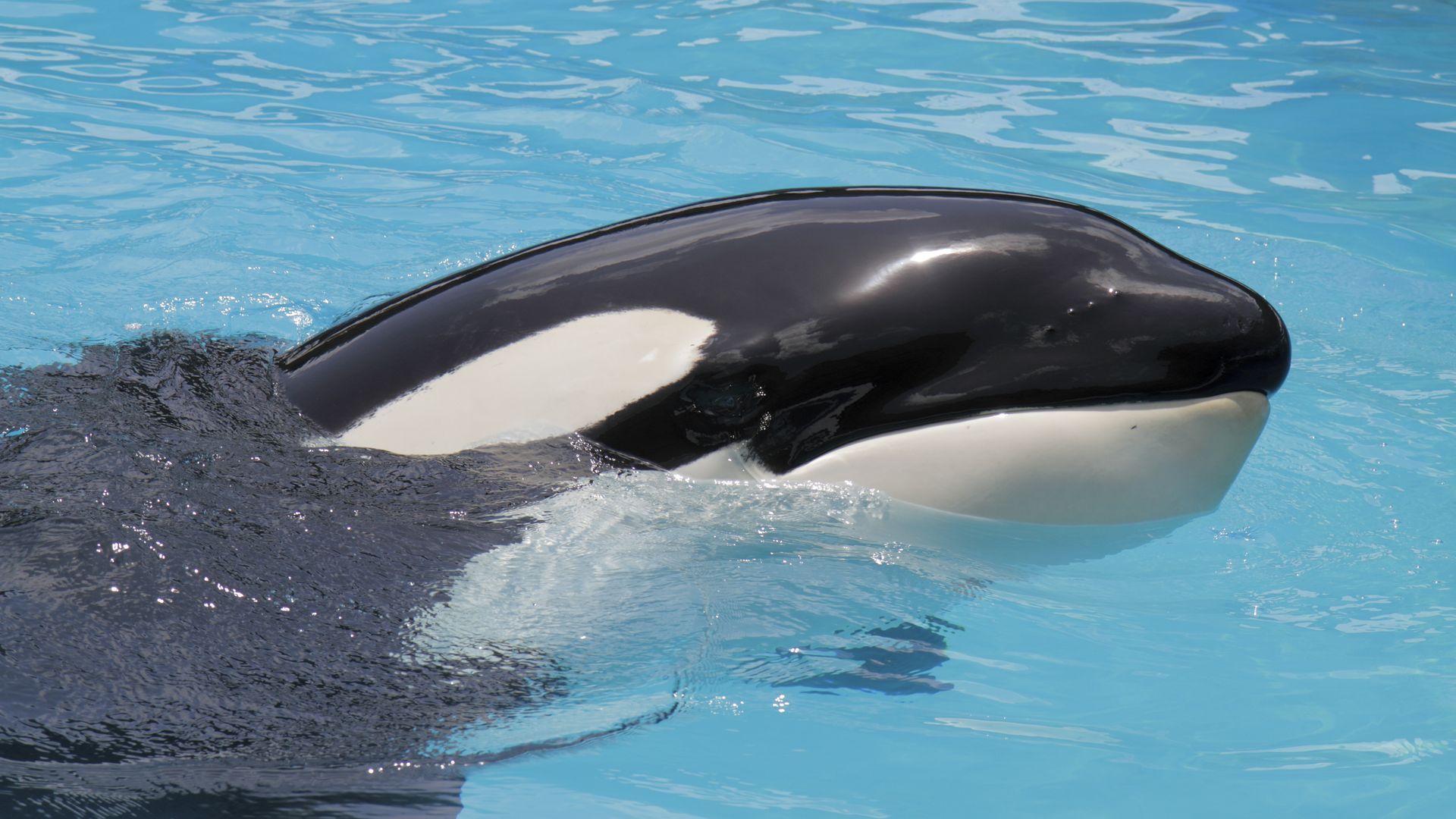 An Orca, killer whale at Miami Seaquarium. (Photo by: Jeff Greenberg/Universal Images Group via Getty Images)
