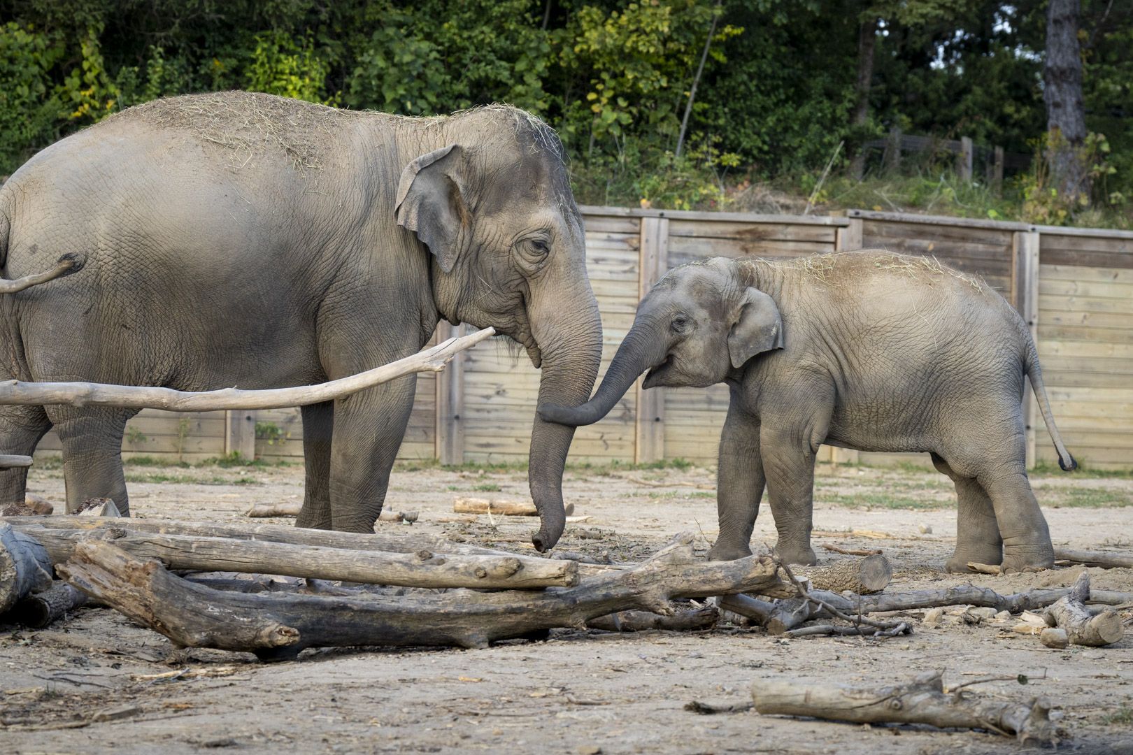 Sunny and Frankie, a 4-year-old calf, join trunks in the outdoor elephant yard