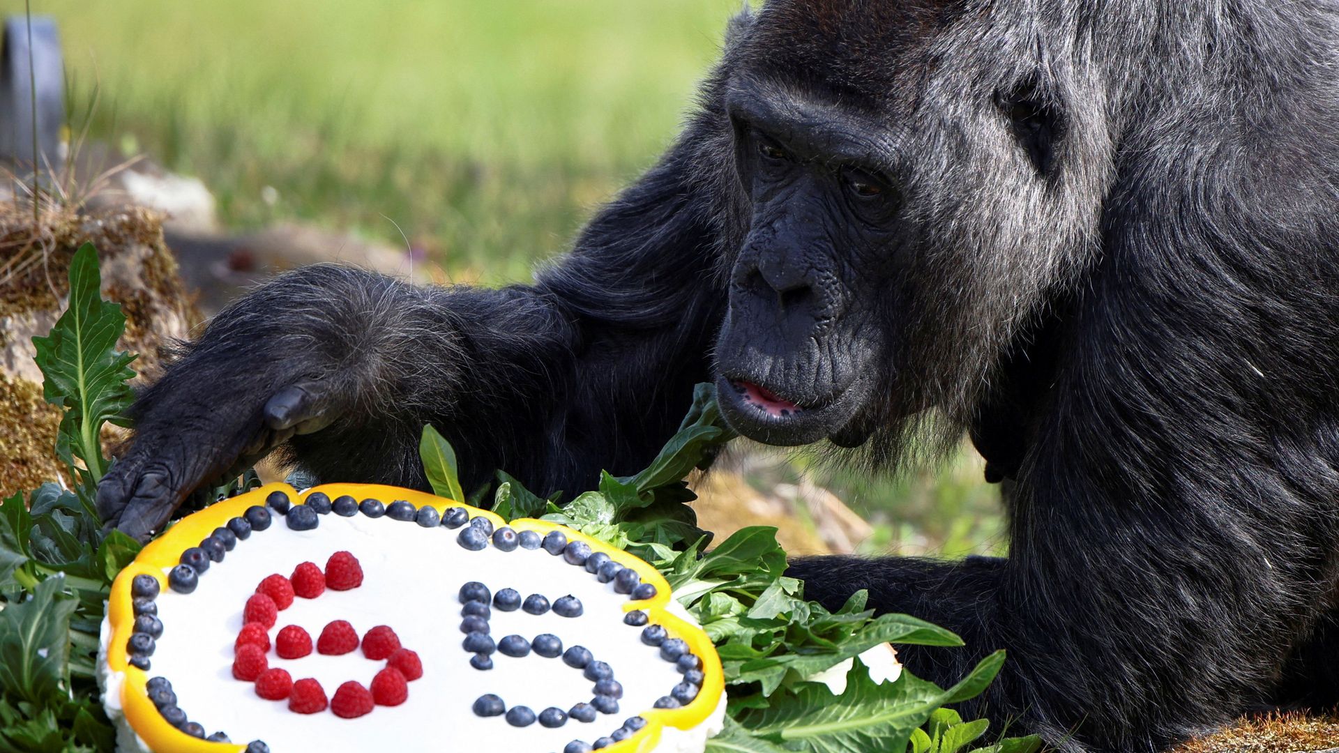 Gorilla with birthday cake