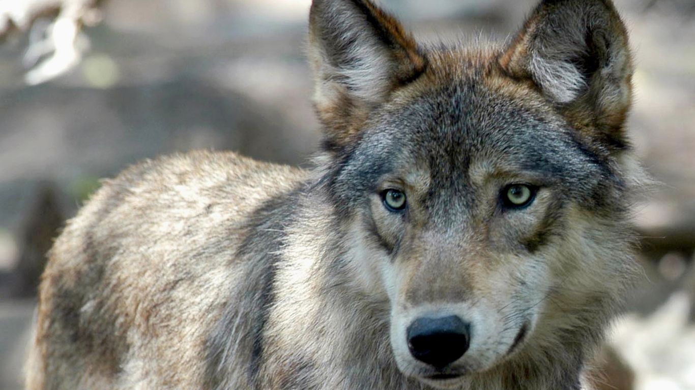 When Colorado can kill wolves is sticking point in new plan - Axios Denver