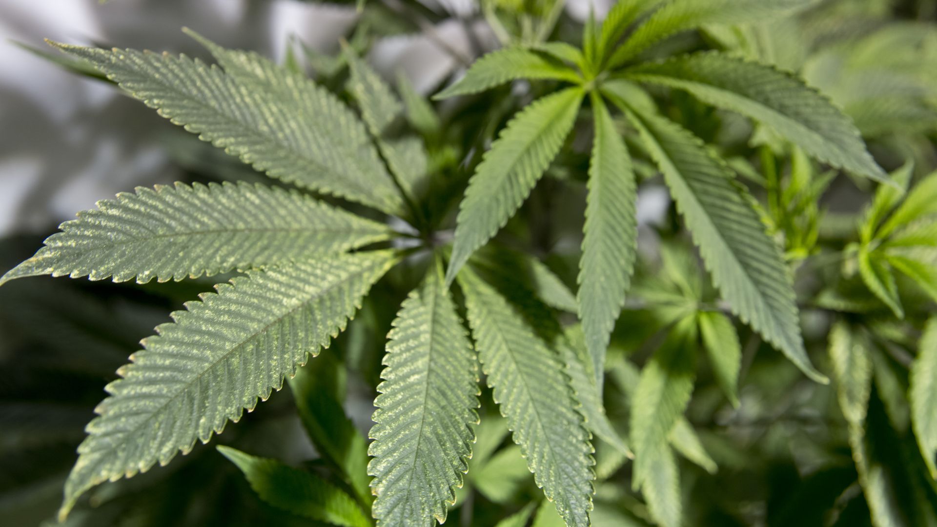 marijuana plant