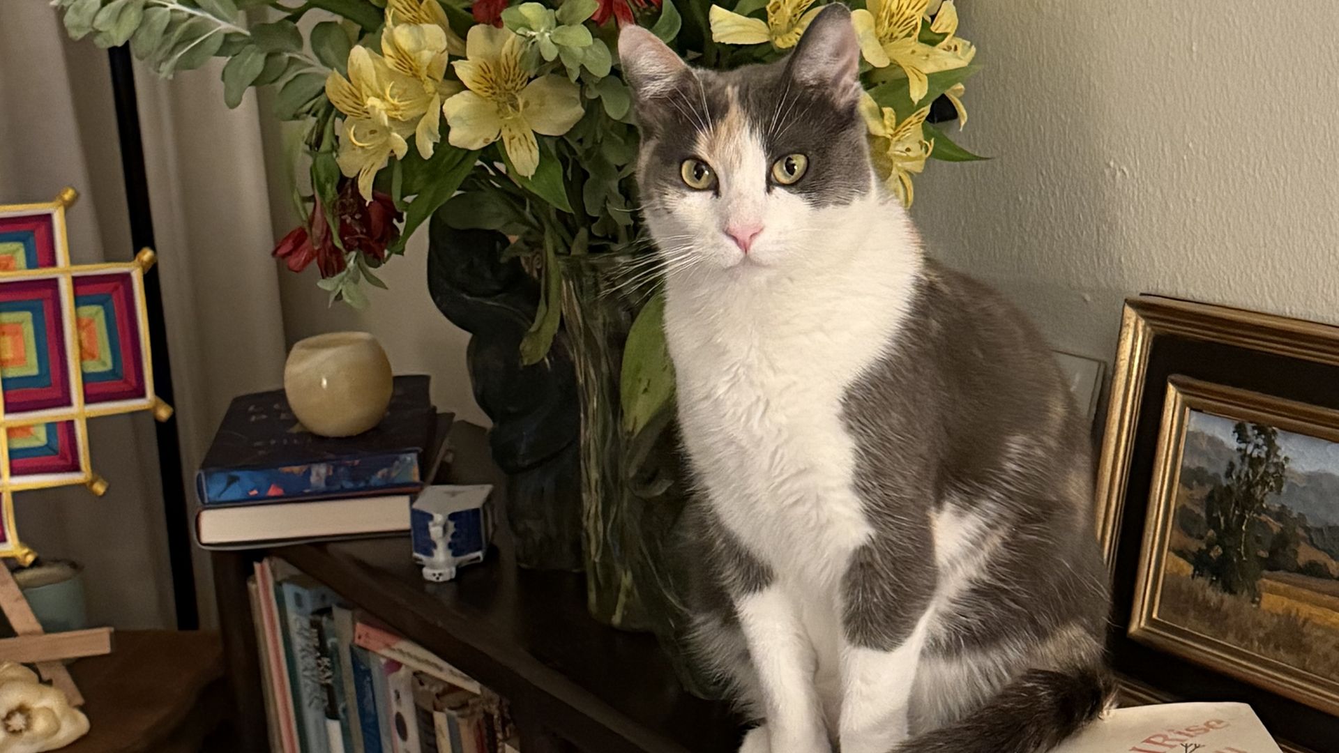 A gray and white cat sits on a dark wooden shelf beside a large vase of yellow and red flowers; framed art and books surround them.