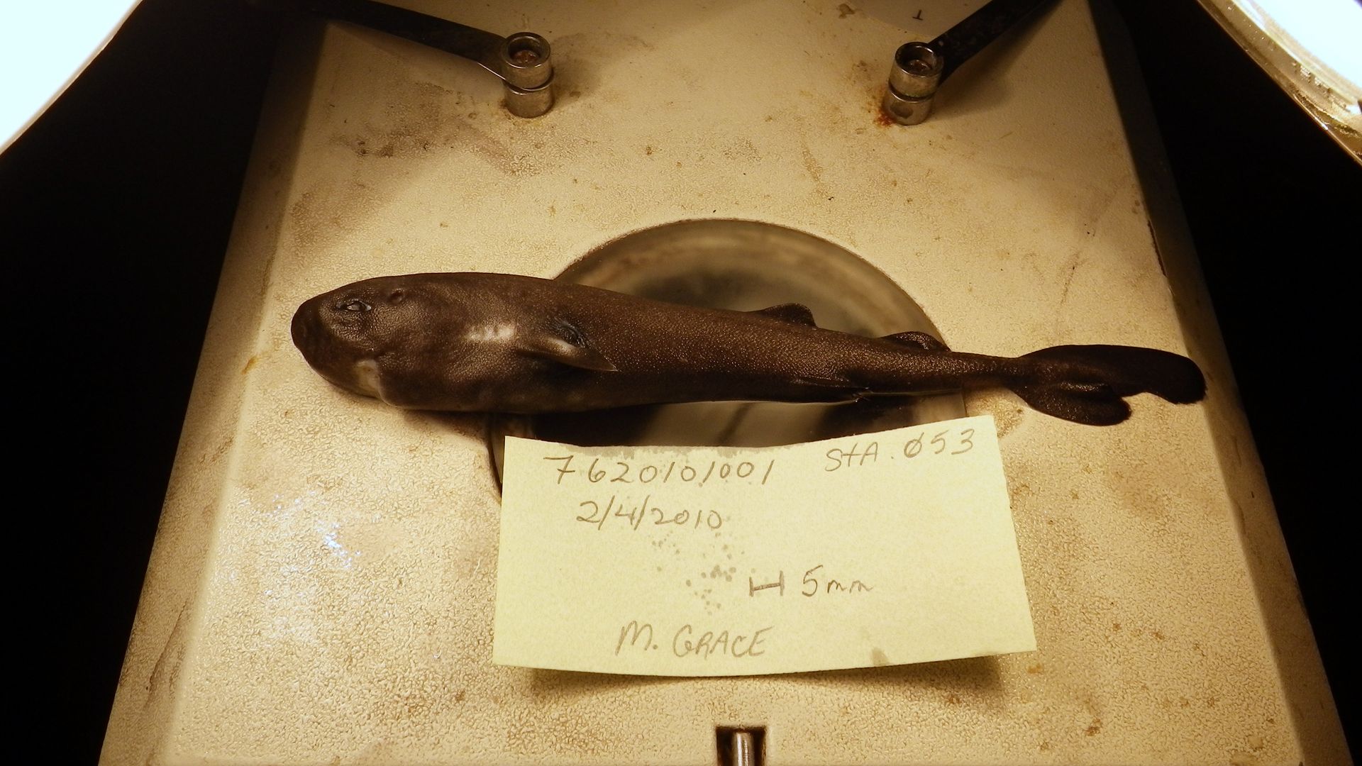 A 5.5-inch long rare pocket shark found in the Gulf of Mexico has turned out to be a new species and one that squirts little glowing clouds into the ocean.