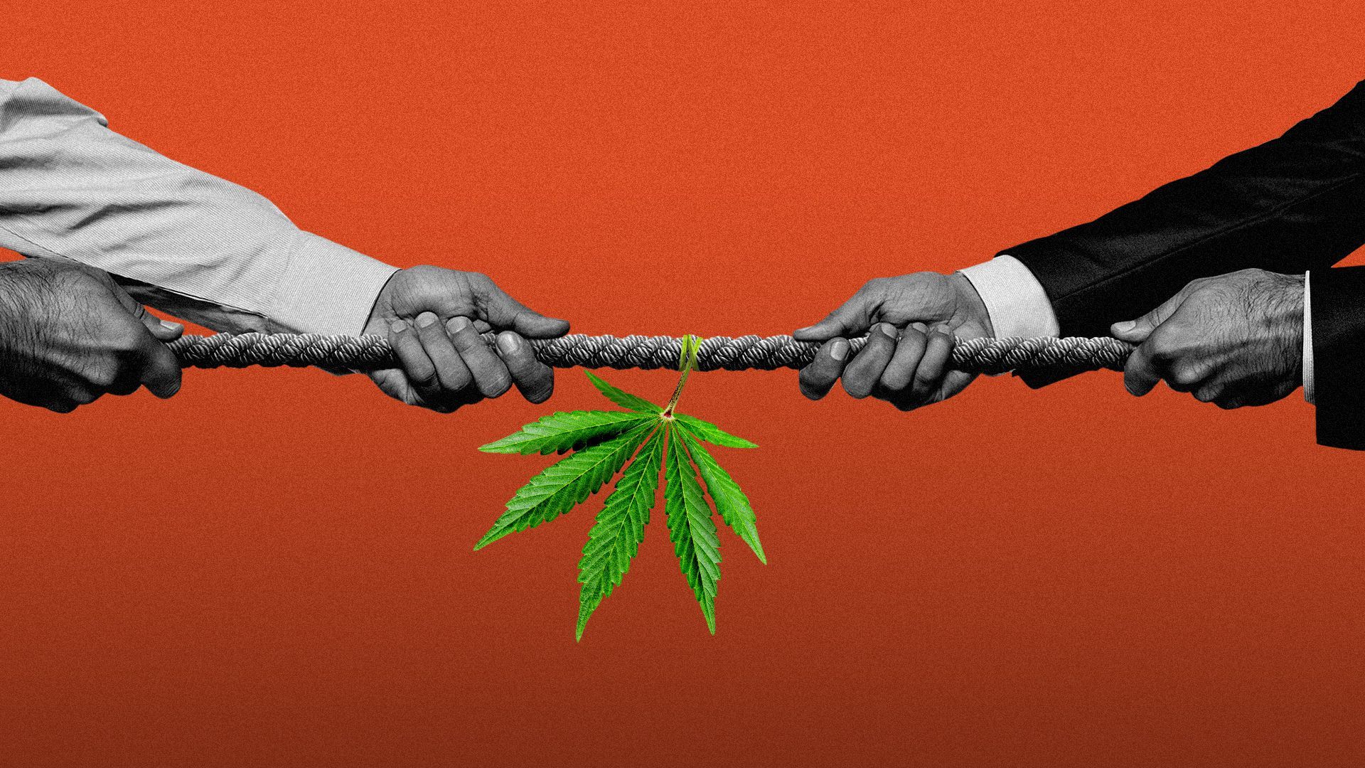 Illustration of a hemp leaf hanging off a rope in a tug of war.